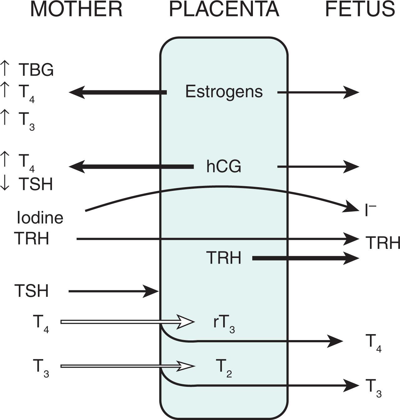 Fig. 86.3, The Placental Role in Thyroid Metabolism.