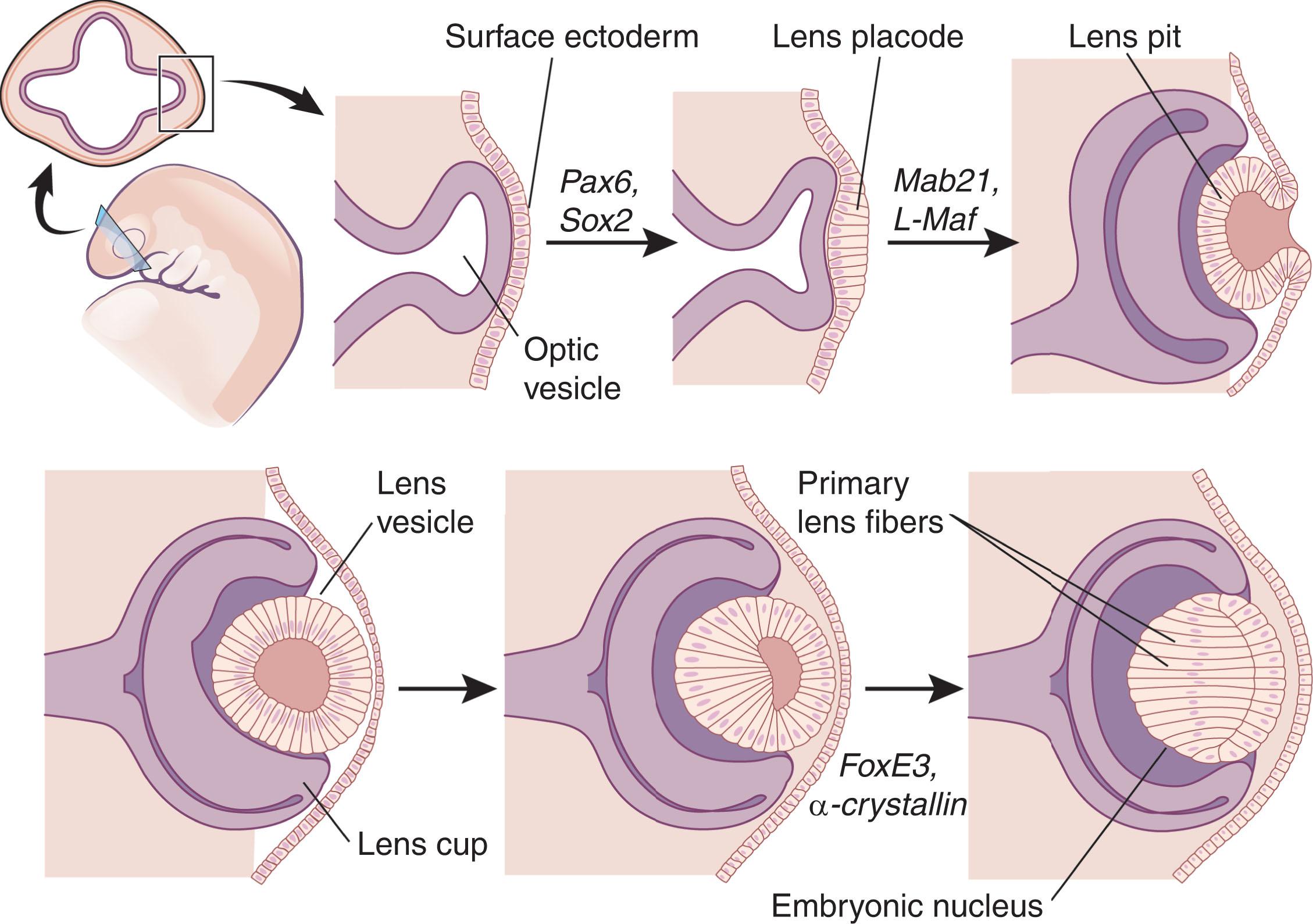 Fig. 16.1, Diagrammatic representation of embryonic eye development showing some of the genes involved in the process. The diagram depicts development in the mouse.