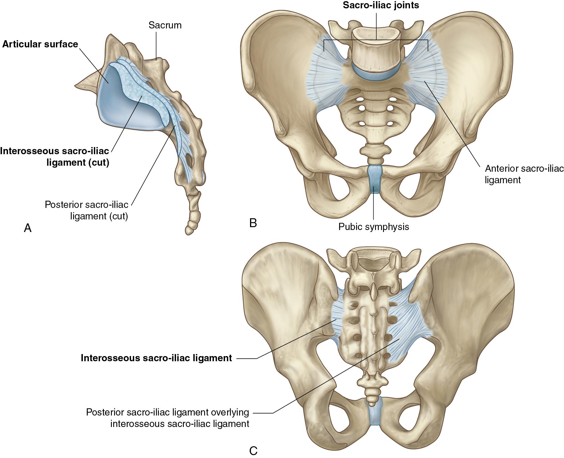 Fig. 50.1, Sacroiliac joints and associated ligaments.