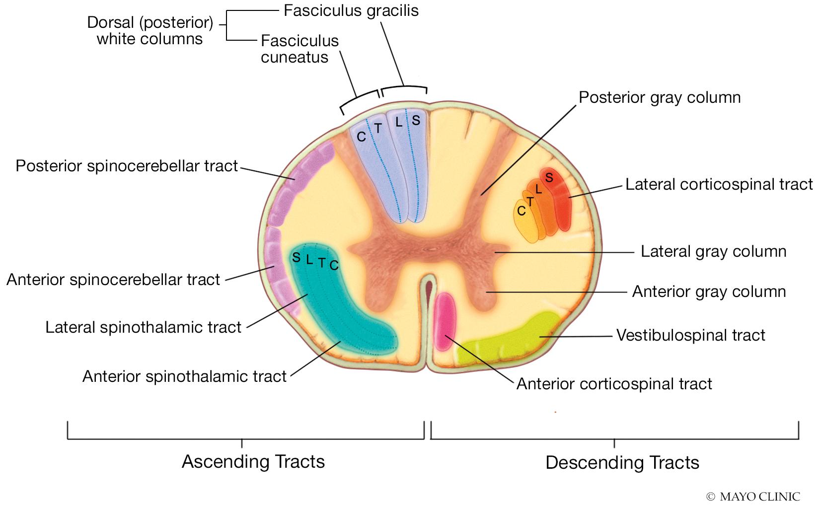 Fig. 14.2, Cross-sectional anatomy of the spinal cord illustrating the location of major tracts.