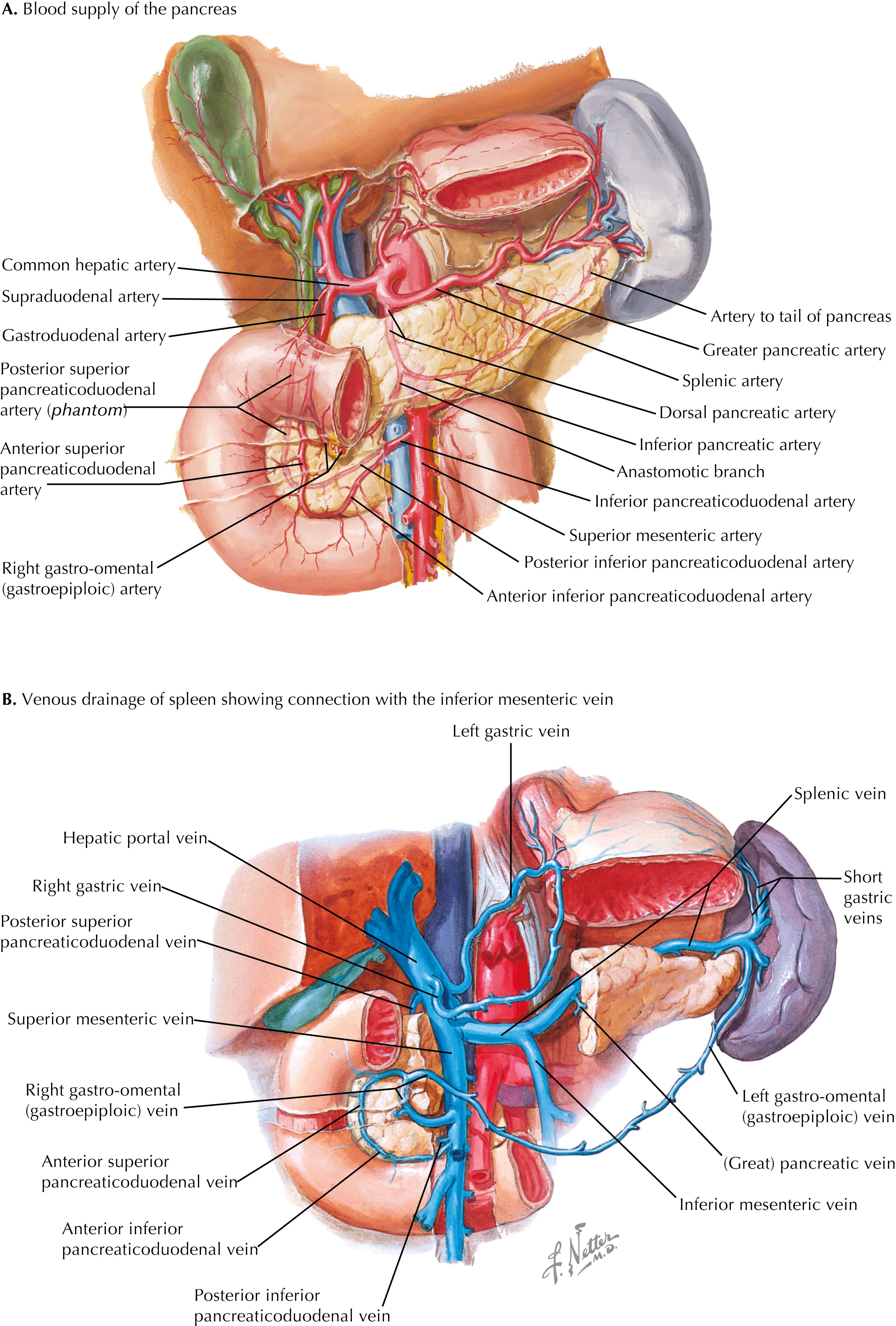 FIGURE 15.1, Blood supply of the pancreas and venous drainage.