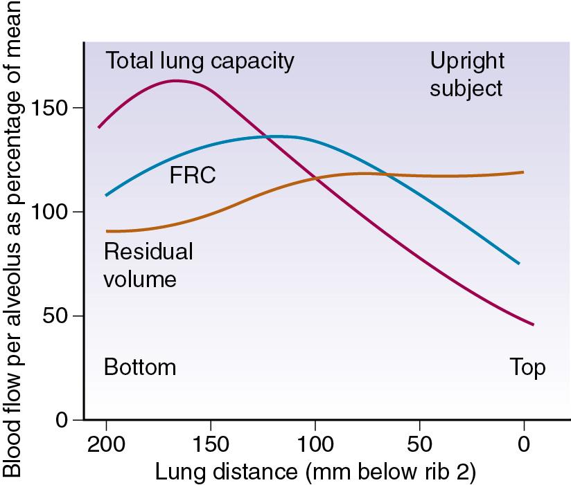 • Fig. 7.3, Pulmonary perfusion per alveolus as a percentage of that expected if all alveoli were equally perfused (in the upright position). At total lung capacity, perfusion increases down to 150 mm, below which perfusion is slightly decreased (zone 4). At functional residual capacity (FRC), zone 4 conditions apply below 100 mm, and at residual volume the perfusion gradient is actually reversed. It should be noted that perfusion has been calculated per alveolus. If shown as perfusion per unit lung volume, the nonuniformity at total lung capacity would be the same, because alveoli are all the same size at total lung capacity. At FRC there are more but smaller alveoli at the bases, and the nonuniformity would be greater.