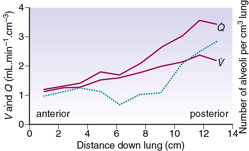 • Fig. 7.4, Vertical gradients in ventilation and perfusion in the supine position. Data are mean results from positron emission tomography scans of eight subjects during normal breathing, and for each vertical level represent the average value for a horizontal slice of lung. The solid lines relate to the left ordinate and are ventilation ( ) and perfusion ( ) per cubic centimetre of lung tissue. Ventilation and perfusion both increase on descending through the lung. The dotted line relates to the right ordinate and represents the number of alveoli per unit lung volume, which increases in dependent areas such that the blood flow per alveolus remains fairly constant.