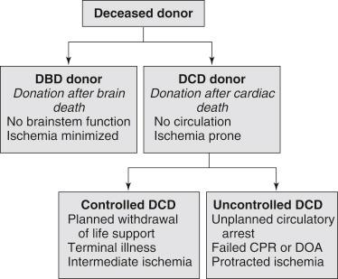 FIGURE 42-1, Definitions of controlled and uncontrolled donation after cardiac death (DCD) and donation after brain death (DBD). CPR , Cardiopulmonary resuscitation; DOA , dead on arrival.