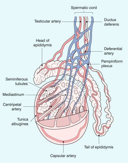 FIGURE 13-1, The testicular artery supplies flow to the epididymis and the testicle. As the testicular artery courses through the spermatic cord, it is surrounded by the pampiniform plexus of veins. The capsular artery, a branch of the testicular artery, courses just beneath the tunica albuginea. The centripetal arteries are branches of the capsular artery and course between the septa supplying the testicular parenchyma.