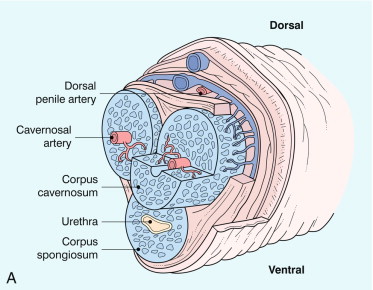 FIGURE 12-2, Normal anatomy. (A) The cavernosal arteries are centrally located in each corpus cavernosus. The urethra courses through the corpus spongiosum. The dorsal penile artery supplies the glands and does not play a direct role in erectile function. (B) Colour Doppler reveals flow in the cavernosal artery and its helicine branches (H).