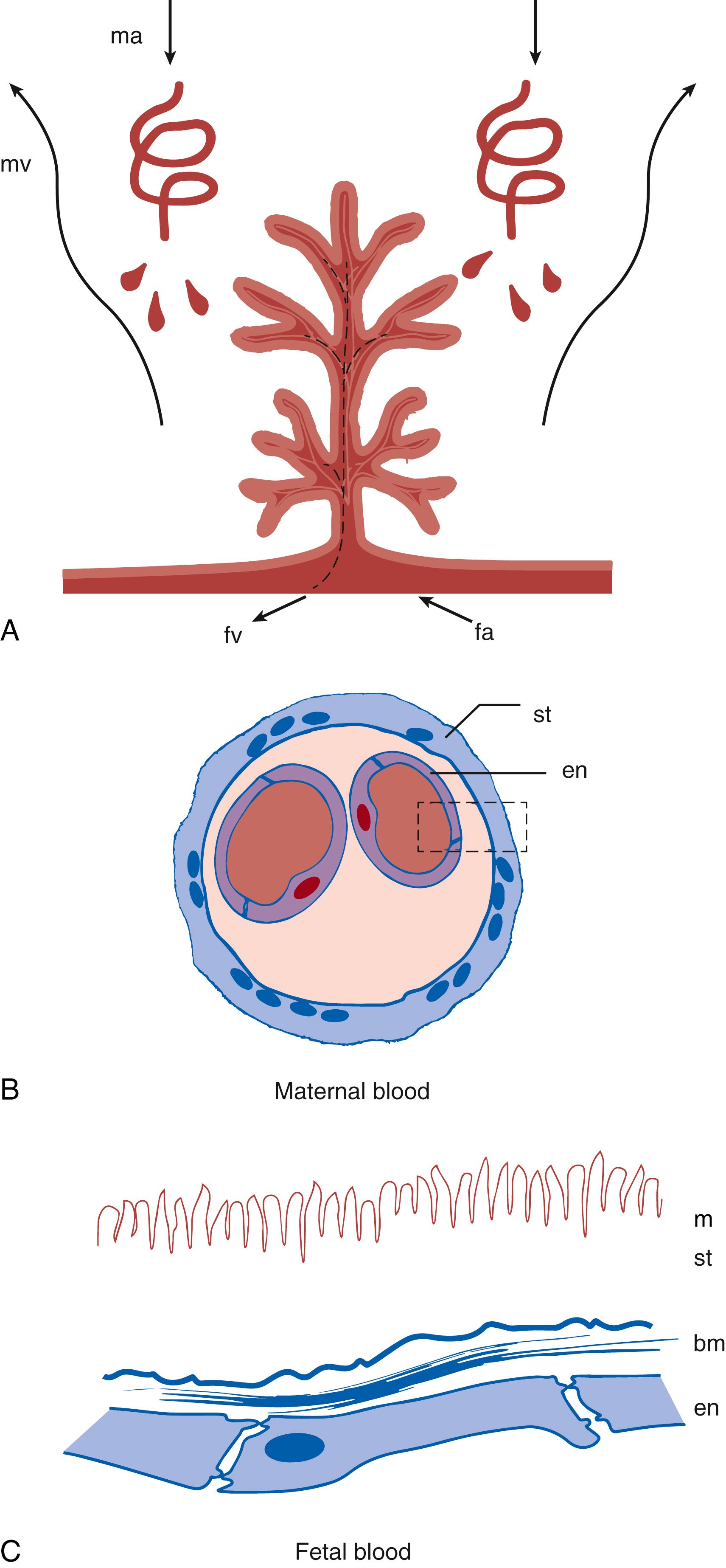 Fig. 19.2, Schematic diagram of mature human placental structure. (A) The placental villus supports vessels from the fetus and is in direct contact with maternal blood. (B) The syncytial trophoblast forms a continuous cellular layer over the fetal villi. Areas in close apposition to fetal capillaries are thinner and lack nuclei. (C) The layers that drugs must cross to transfer from one circulation to the other are depicted. Area surrounded by the dashed line is enlarged in the succeeding diagram; arrows indicate direction of blood flow. bm, Basement membrane; en, endothelium; fa, fetal artery; fv, fetal vein; m, microvilli; ma, maternal artery; mv, maternal vein; st, syncytiotrophoblast.