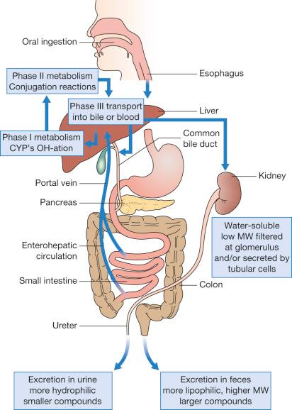 Fig. 56-1, Disposition of xenobiotics in humans.