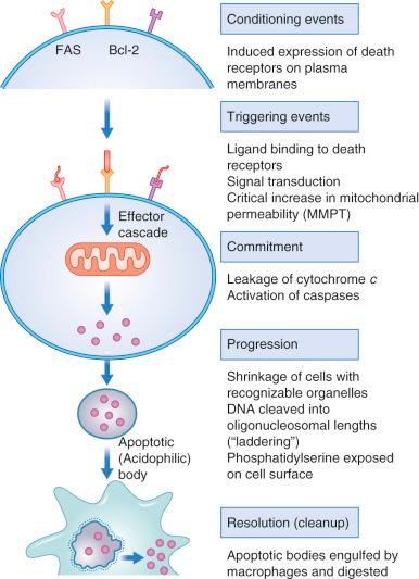 Fig. 56-3, The apoptotic pathway for cell death.