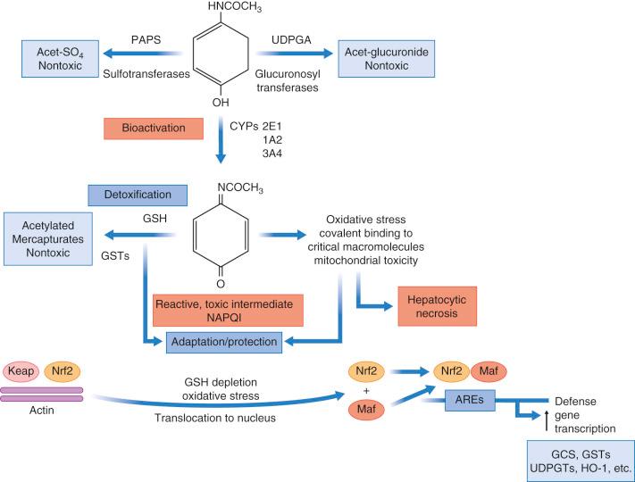 Fig. 56-4, Hepatic metabolism and effects of acetaminophen and the nuclear factor (erythroid-derived 2)–like 2 (Nfr2)–Maf–antioxidant response element (ARE) system for cytoprotection.