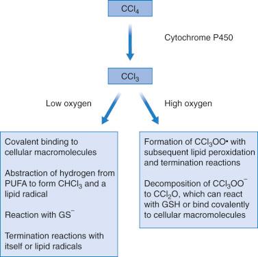 Fig. 56-6, Hepatic metabolism and oxygen-dependent effects of carbon tetrachloride (CCl 4 ).