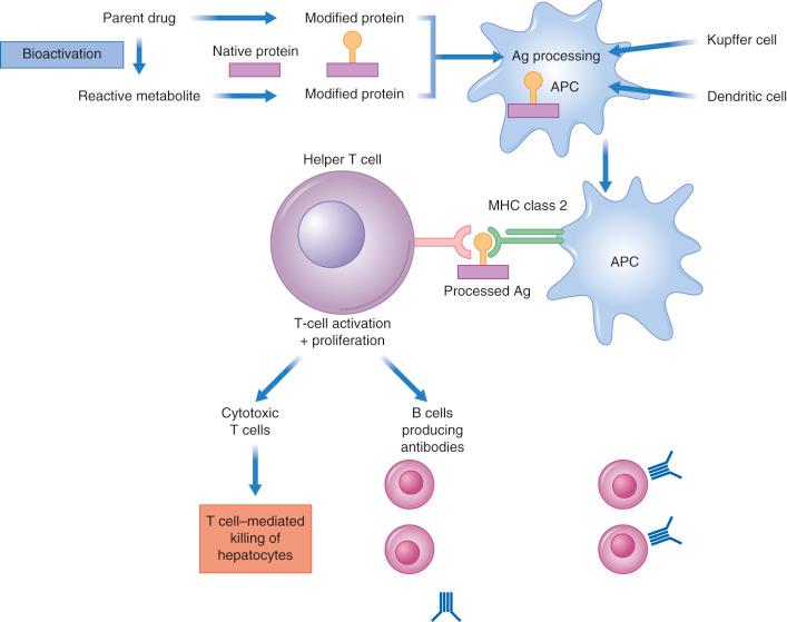 Fig. 56-10, Probable mechanisms for pathogenesis of drug-induced immunoallergic hepatitis.