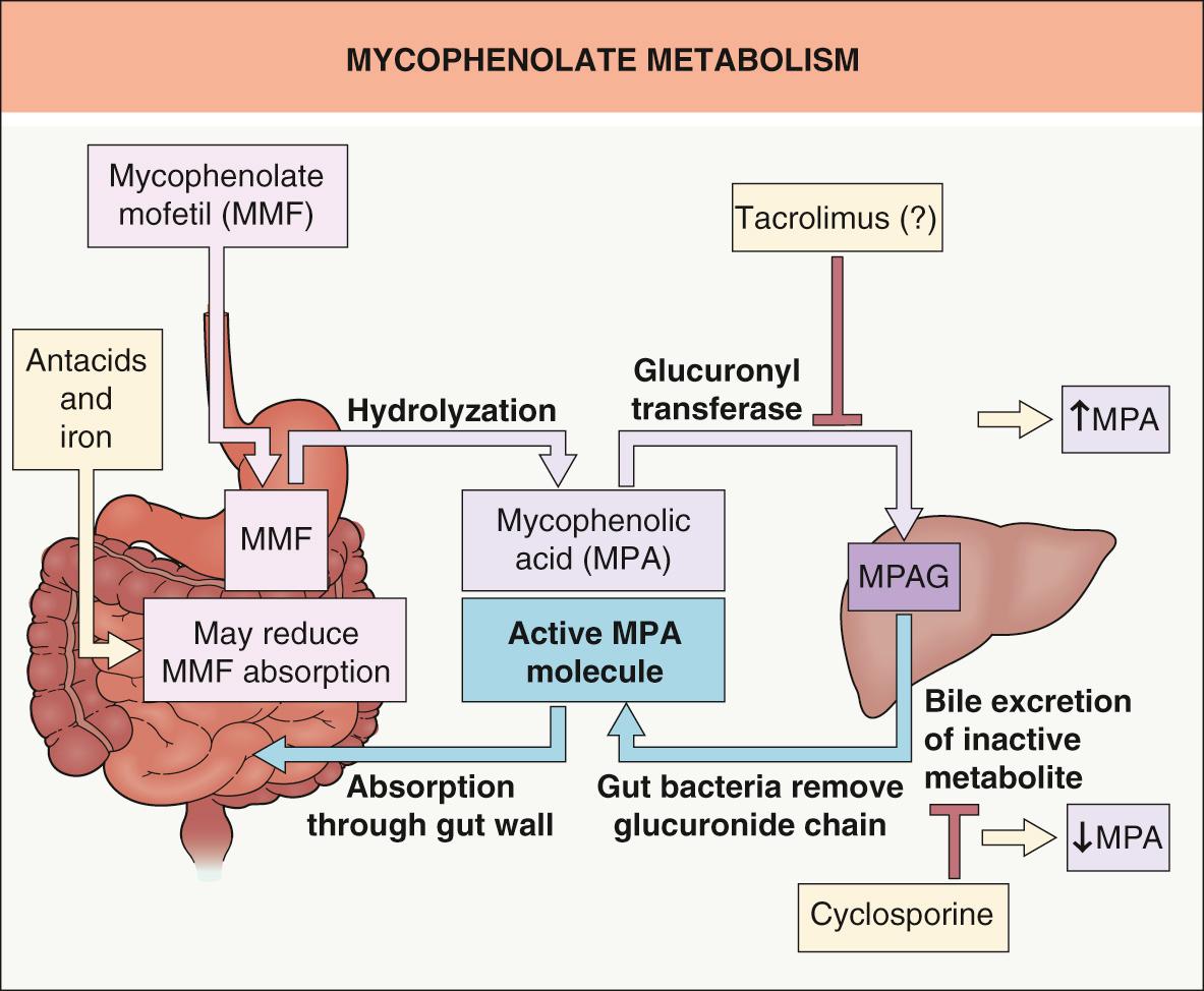 Fig. 131.1, Mycophenolate metabolism.