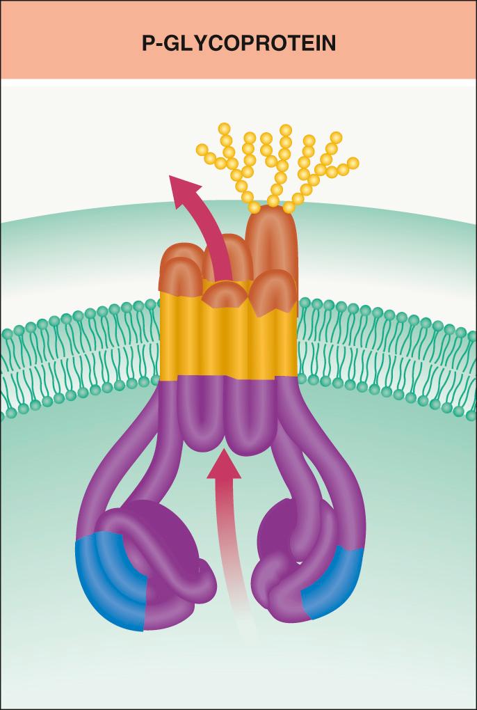 Fig. 131.2, P-glycoprotein.