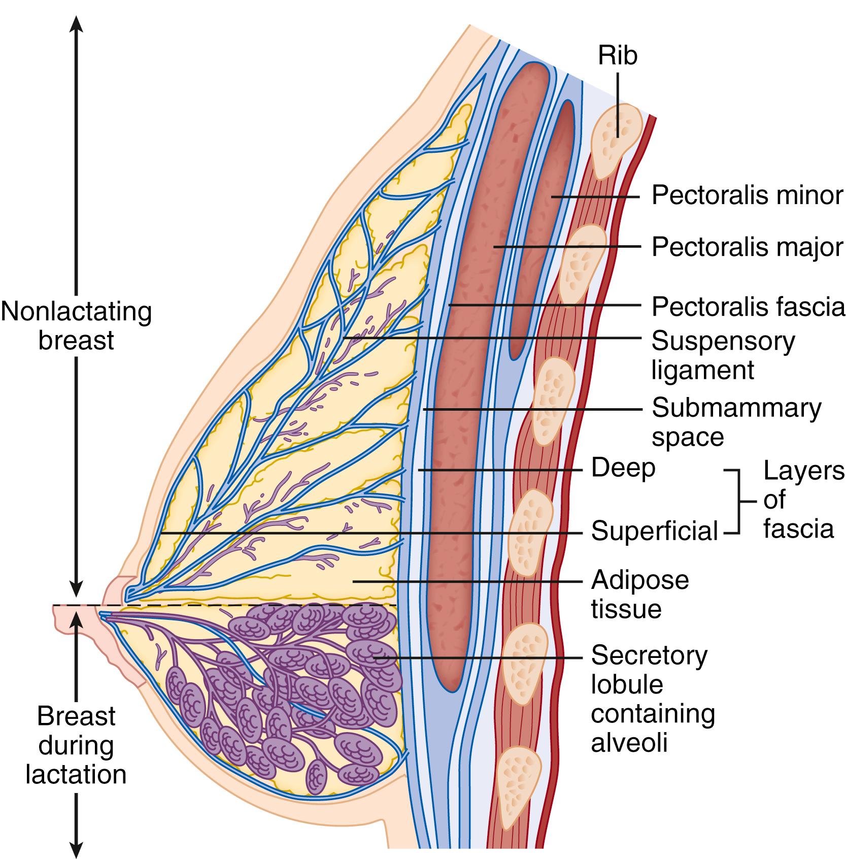 Fig. 20.1, Lactating breast.