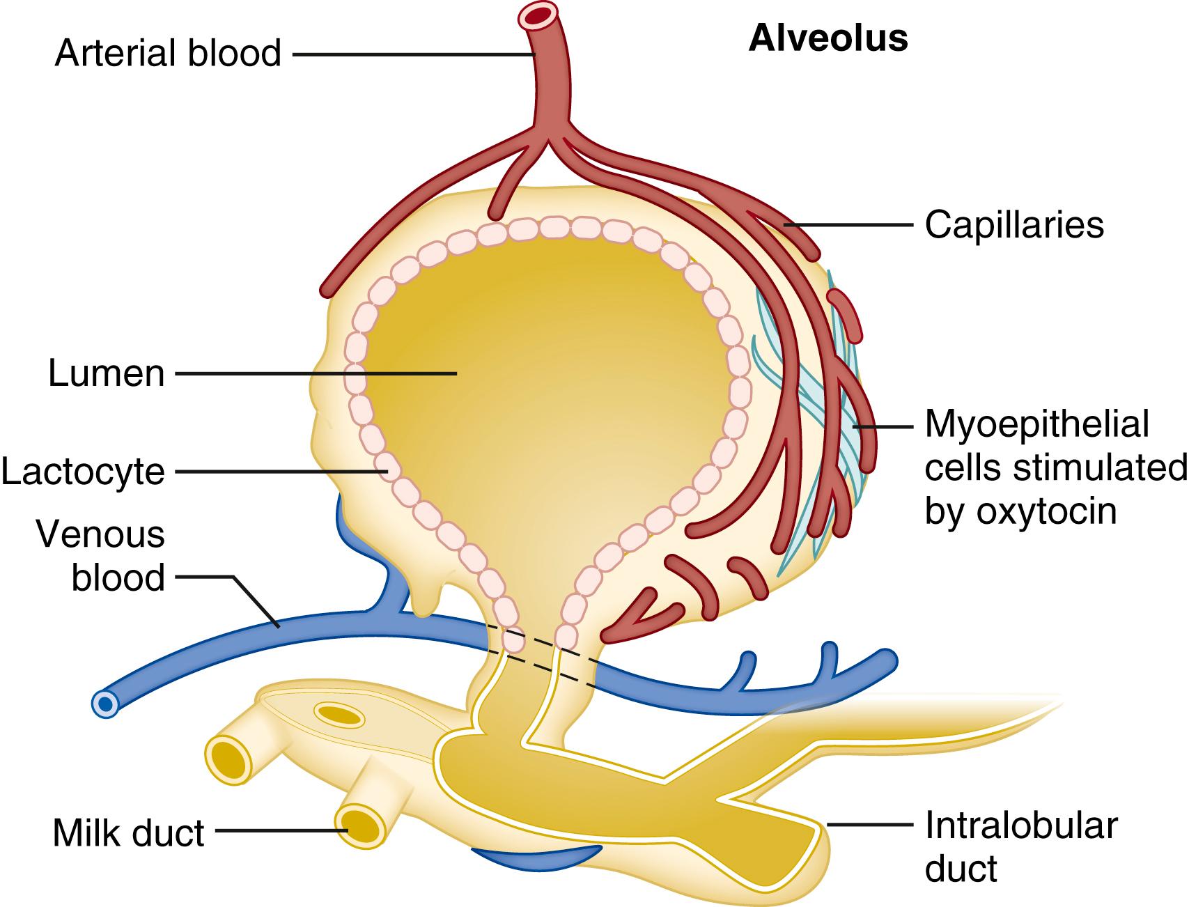 Fig. 20.2, Structure of the alveolar subunit with blood supply and milk-creating lactocytes.