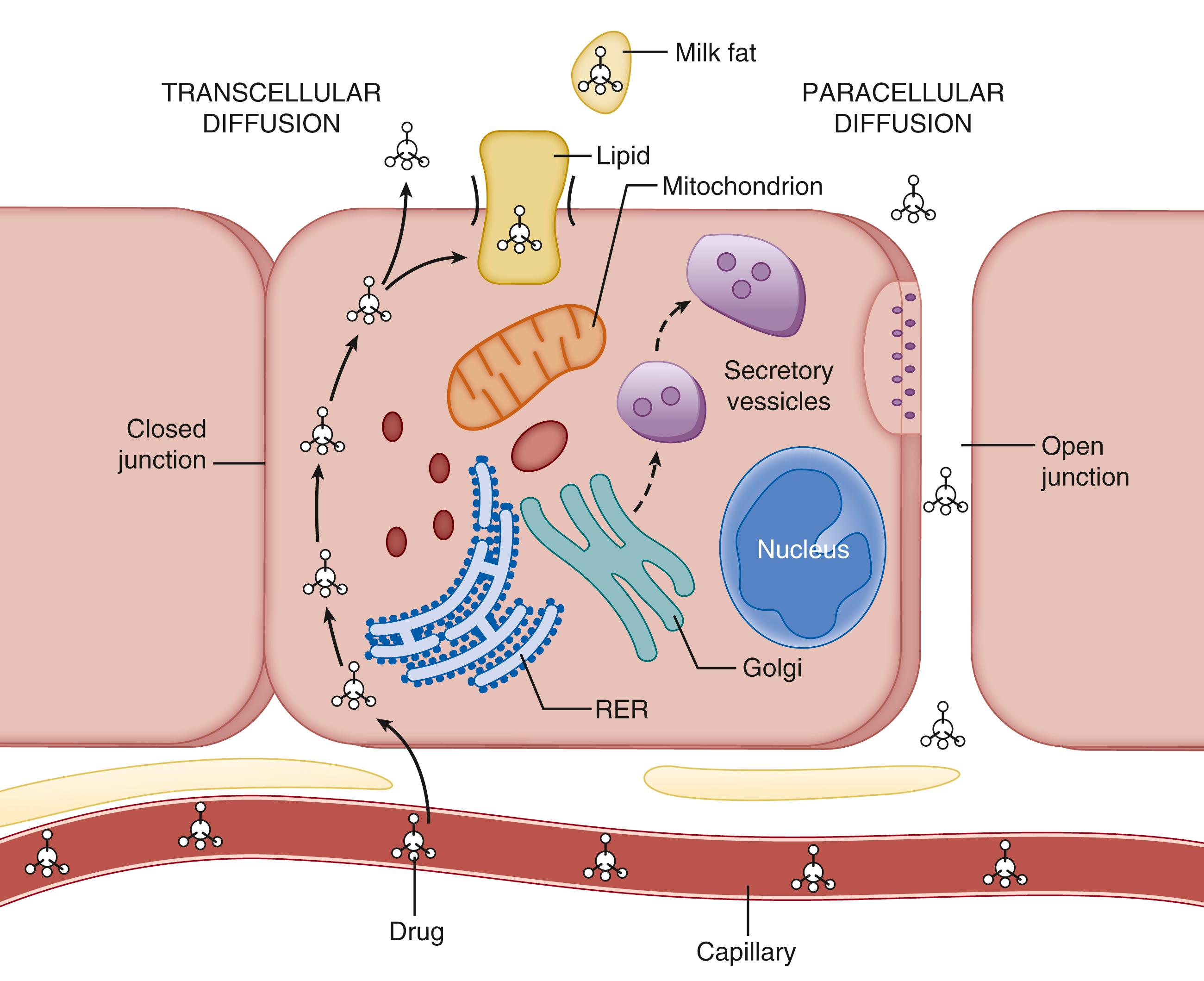 Fig. 20.3, Diagrammatic representation of the various pathways for drug transfer into the human milk compartment.