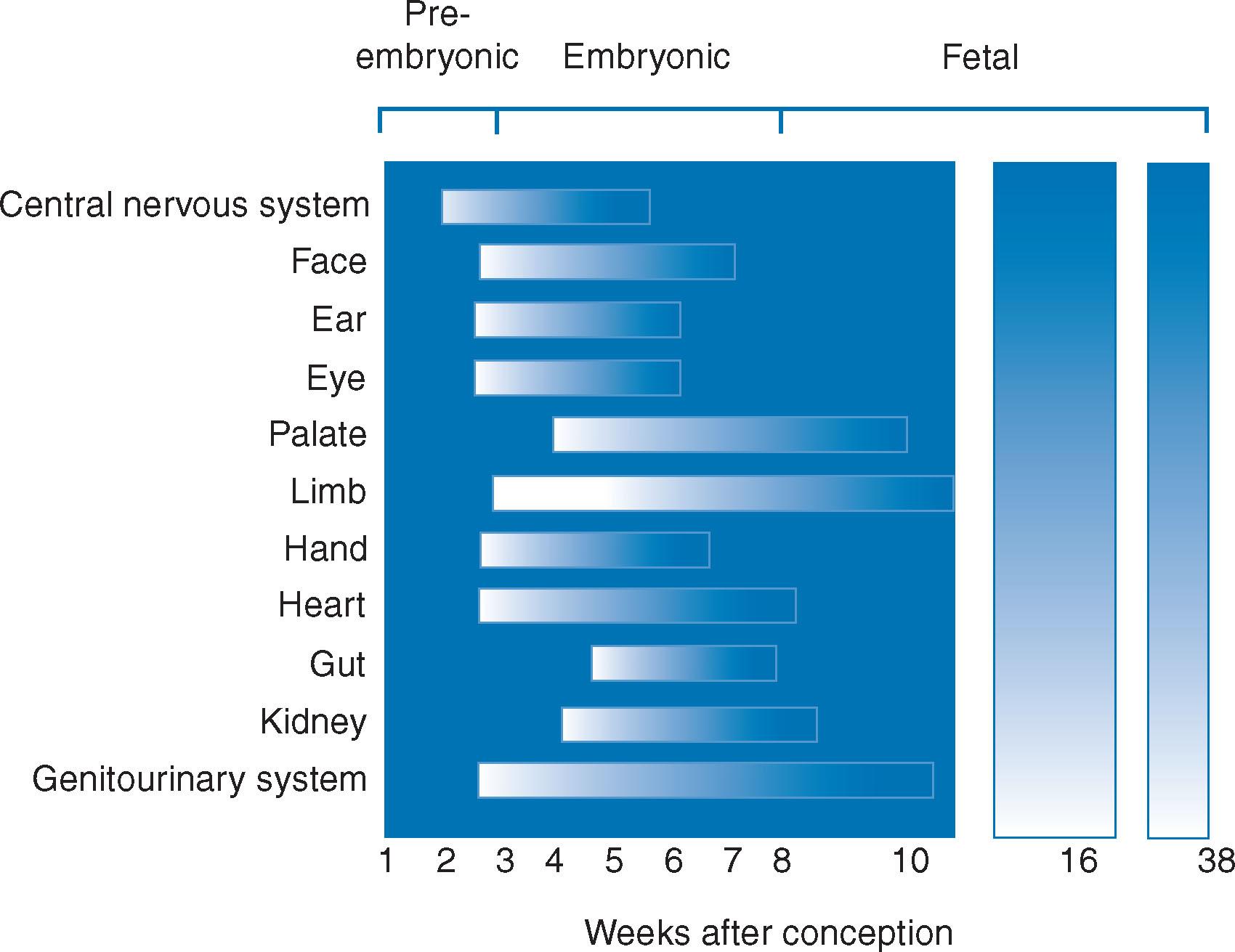 Fig. 12.1, Timing of the development of major body structures in the embryo and fetus.