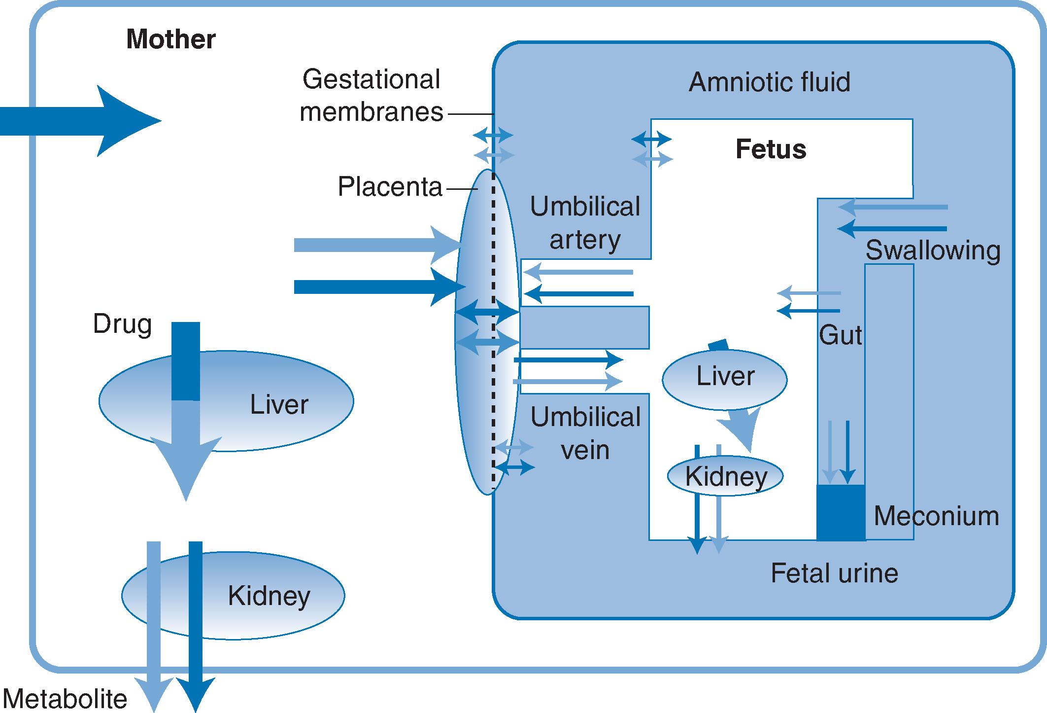 Fig. 12.2, Drug disposition in the maternal–fetal unit.