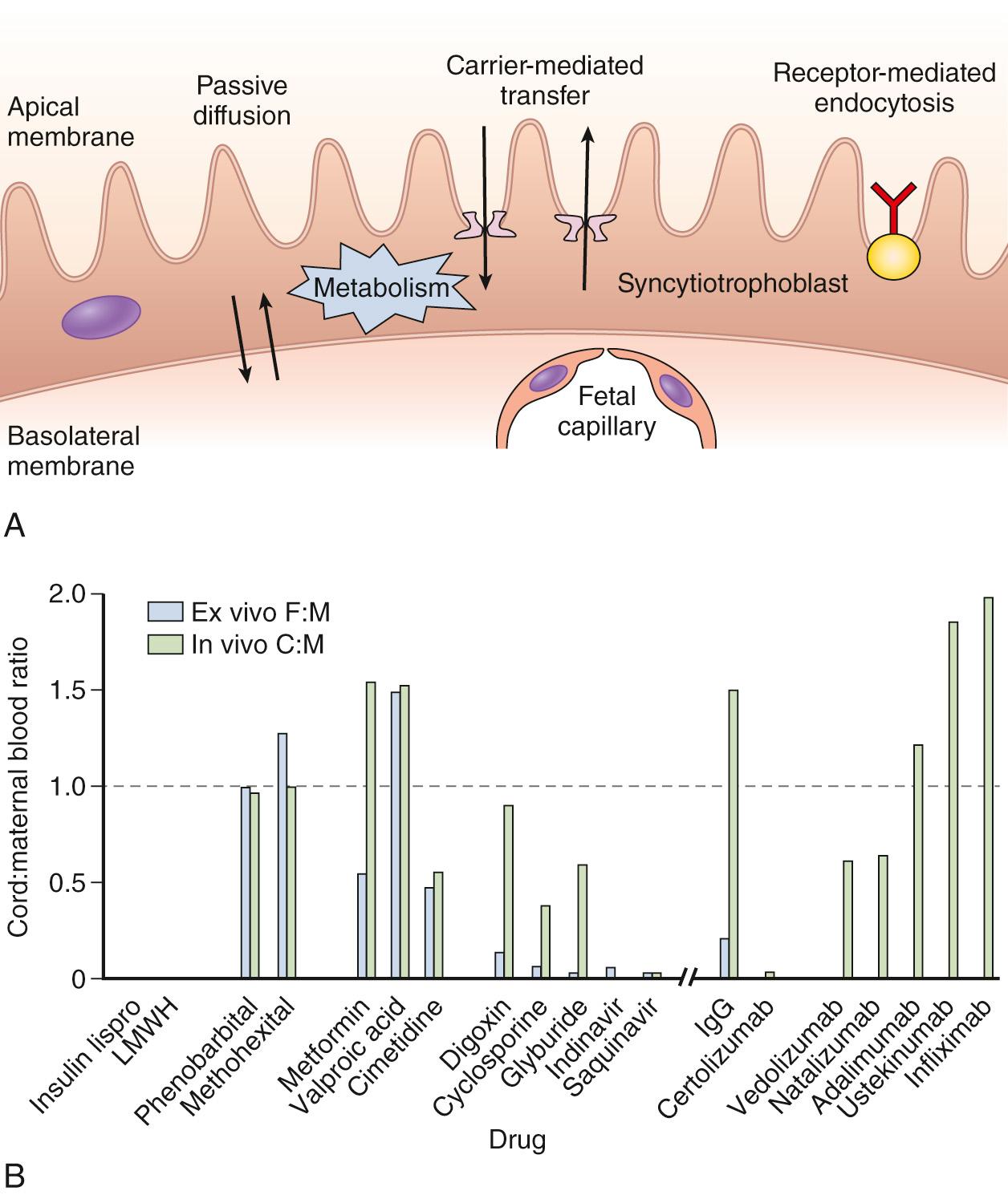 Fig. 7.2, Mechanisms of the Transplacental Transfer of Drugs.