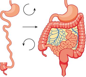 Figure 102.11, Normal rotation of midgut.