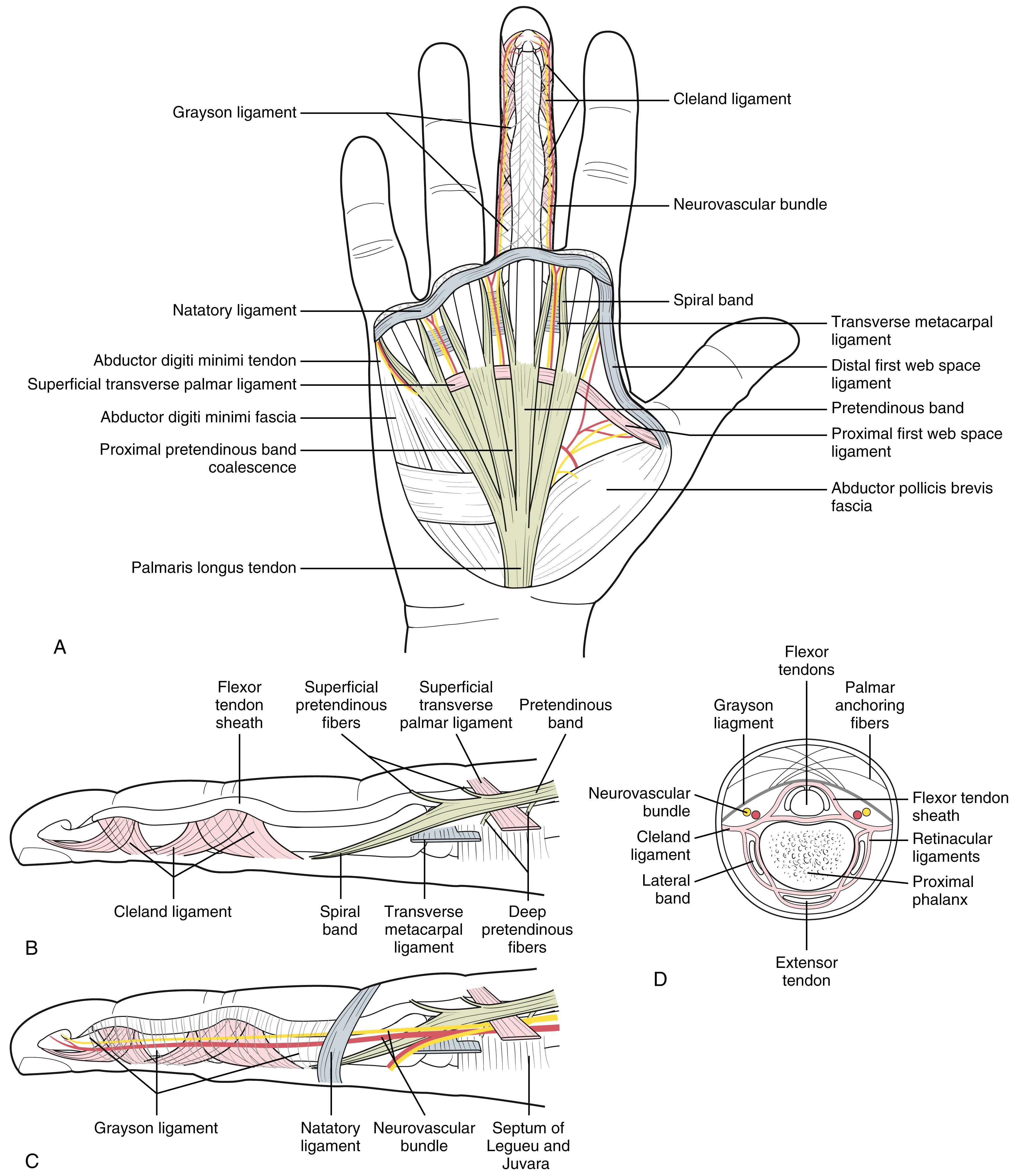 Fig. 4.8, Normal fascial anatomy. A, Palmar view of structures beneath skin and subcutaneous tissues of the palm and finger. B, Lateral view of the deeper structures of the distal palm and finger. C, Lateral view of the more superficial structures of the distal palm and finger. D, Axial cross-sectional view of finger proximal to the proximal interphalangeal joint.