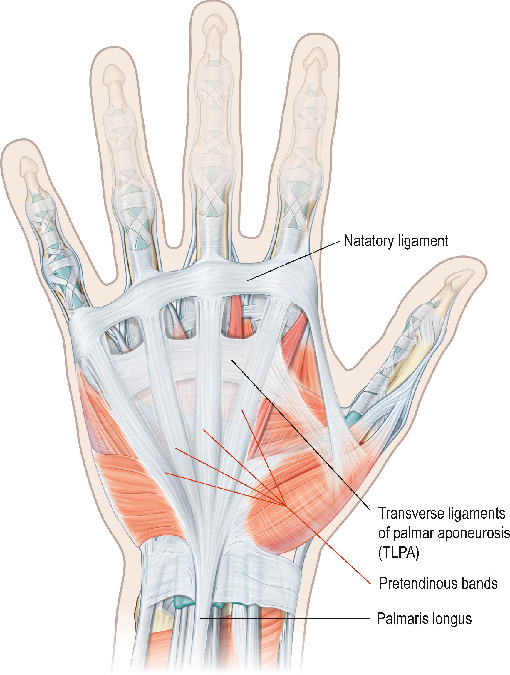 Figure 17.2, Anatomy of the superficial fascial structures of the palm of which the skin and subcutaneous fat has been removed.