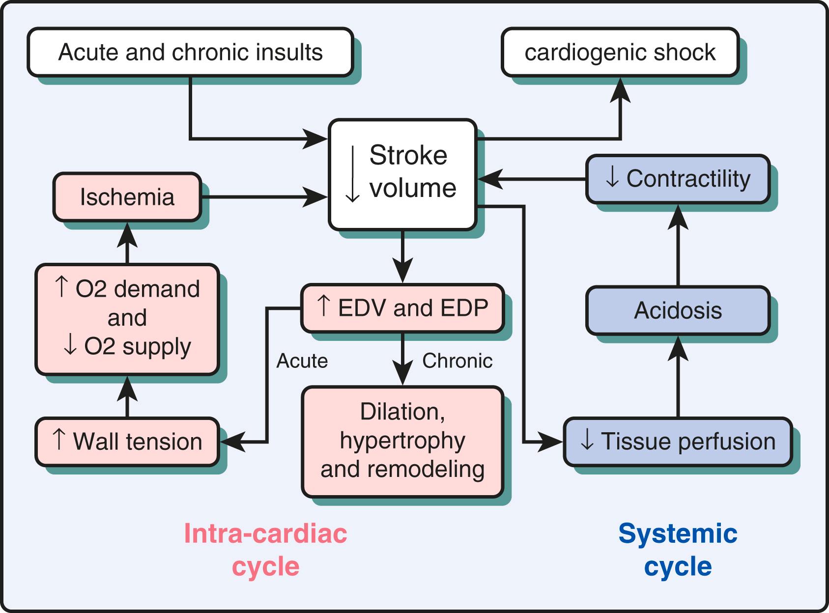 Figure 22.1, The intracardiac and systemic cycles leading to cardiogenic shock.