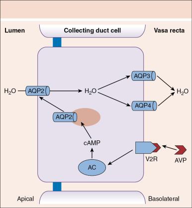 Fig. 2.1, Mechanism of action of arginine vasopressin (AVP) on the collecting tubule. Binding of AVP (aka ADH) to the V2 receptor (V2R) on the basolateral membrane of the collecting duct activates adenylate cyclase (AC) to generate cyclic adenosine monophosphate (cAMP). cAMP signaling induces fusion of intracellular vesicles that contain aquaporin 2 (AQ2) channels into the apical membrane of the collecting tubules. Once AQ2 channels are inserted, the apical membrane becomes permeable to water. Water moves from medullary renal space to intracellular space through AQ2 channels on the apical membrane and is released into the circulation through AQ3 and AQ4 channels located on the basolateral membrane.