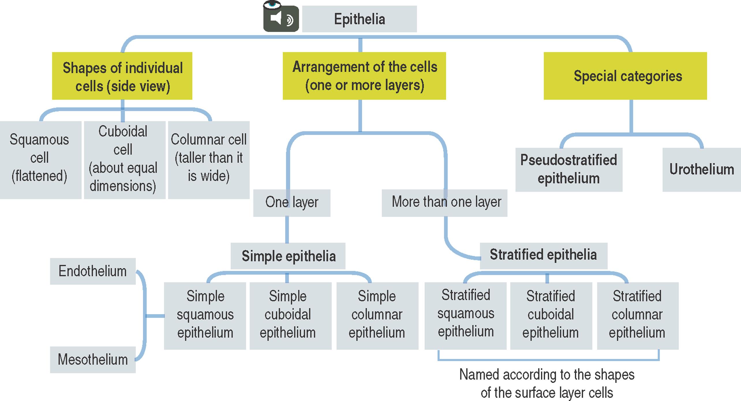 1-1, Epithelium: Concept Mapping