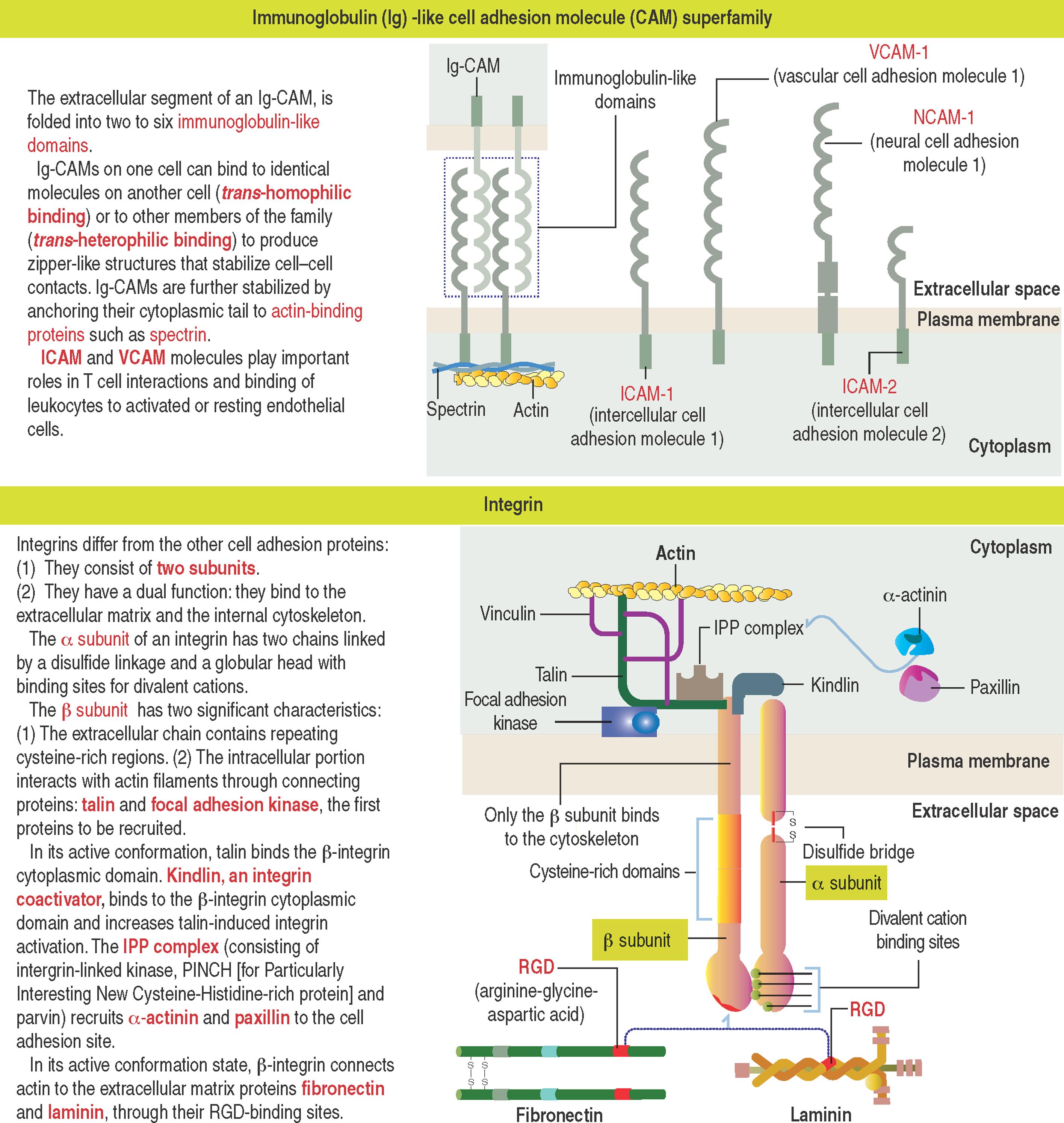 1-9, Ca 2+ -independent cell adhesion molecules