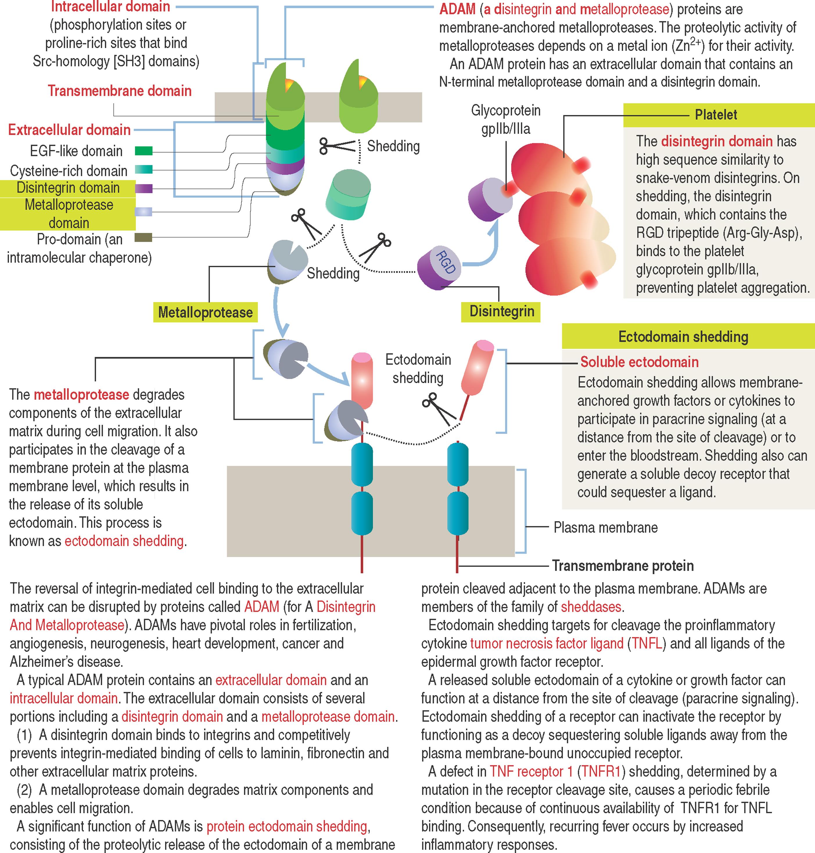 Primer 1-C, ADAM, a member of the family of sheddase proteins