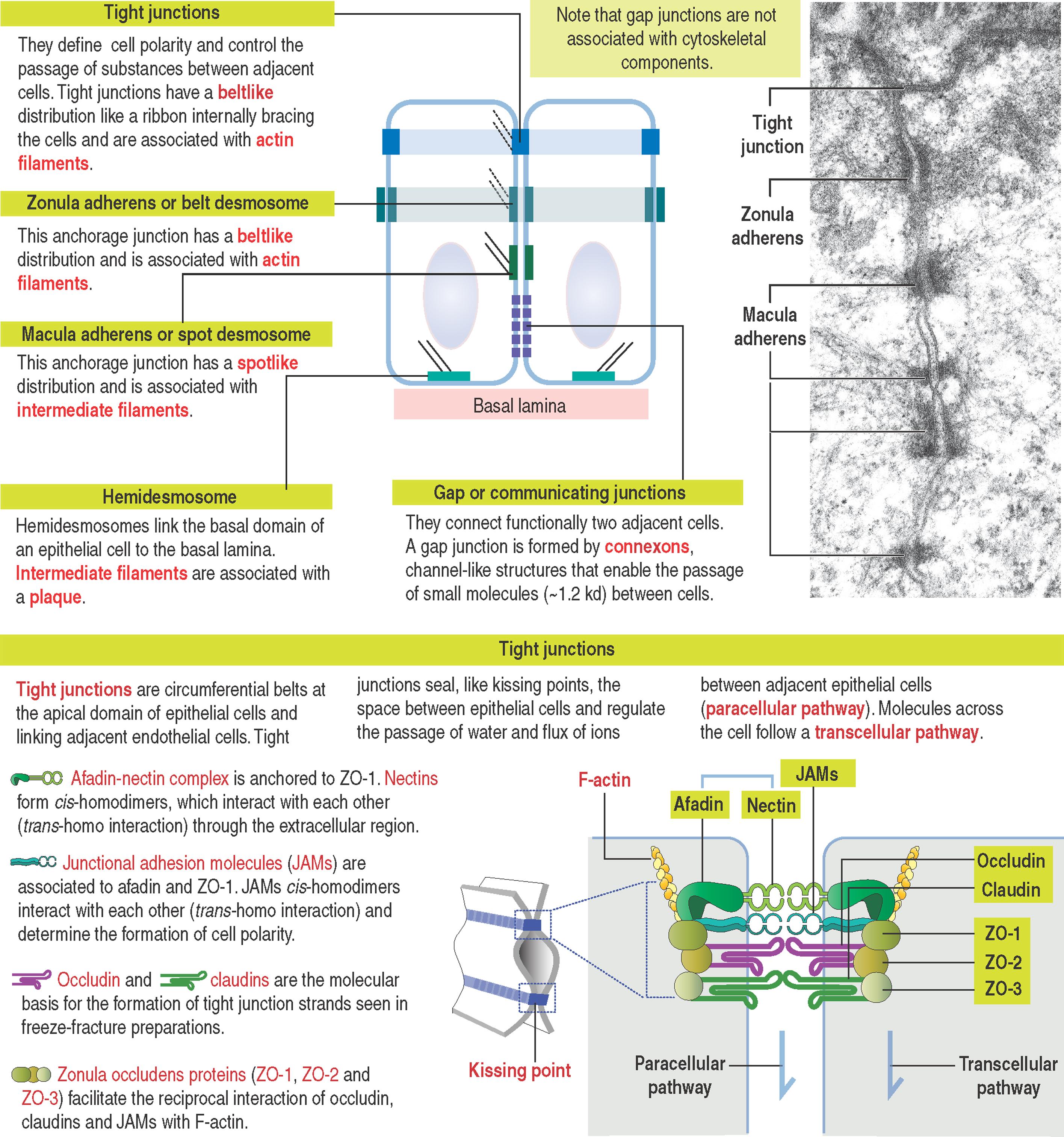 1-10, Epithelial cell junctions