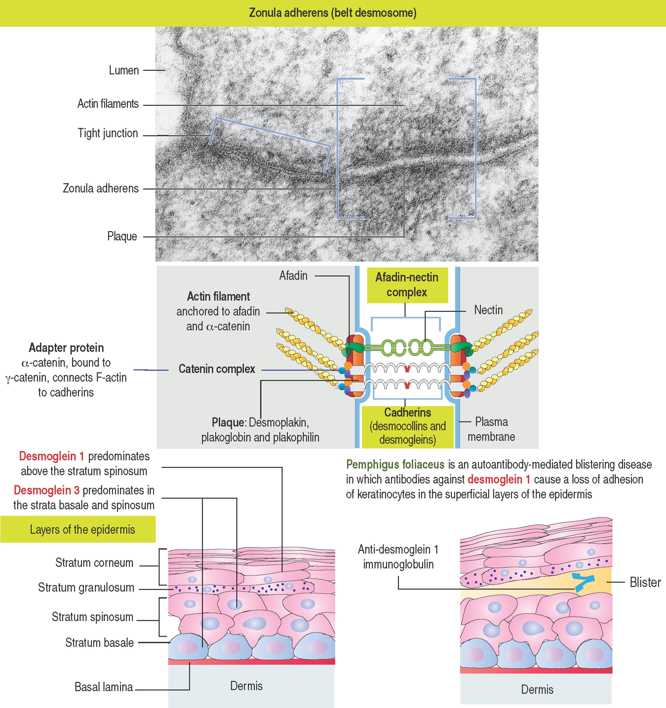 1-11, Epithelial cell junctions: Zonula adherens (belt desmosome)