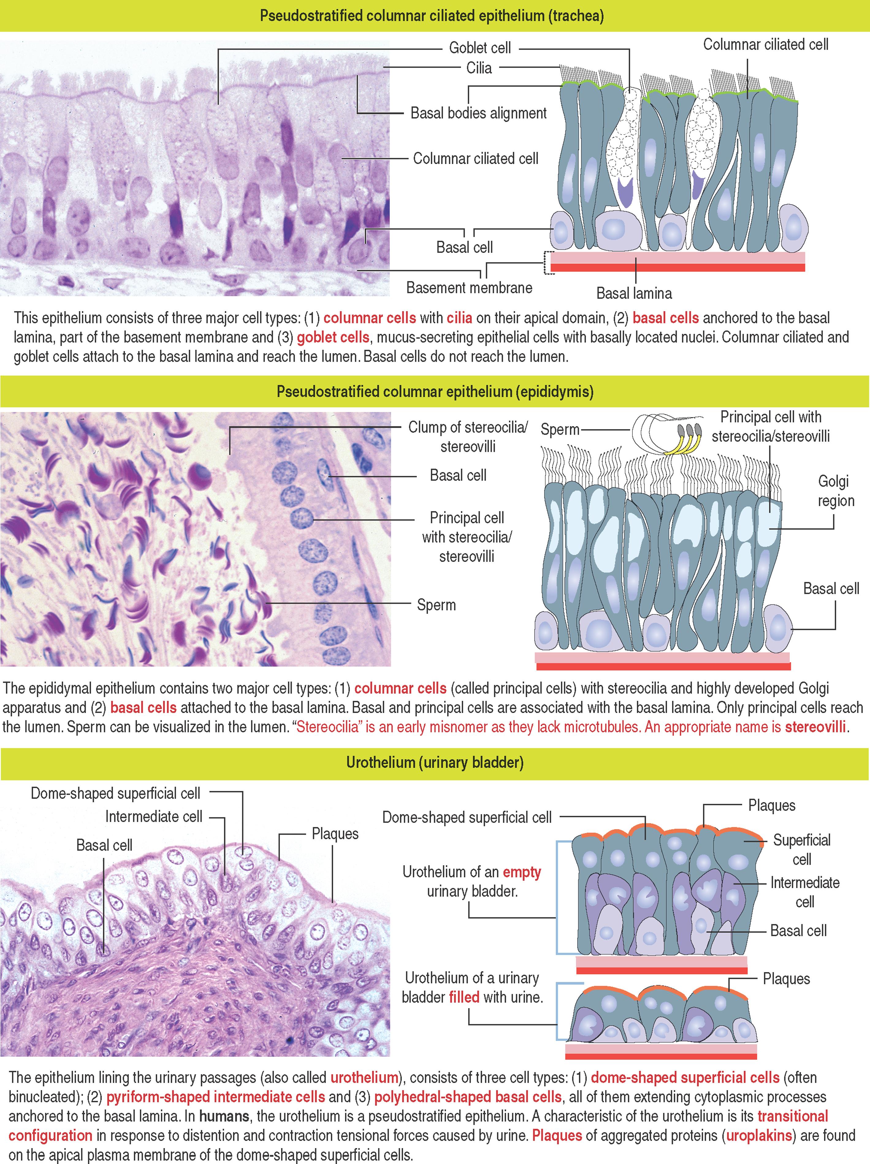 1-4, Types of epithelia: Pseudostratified epithelia