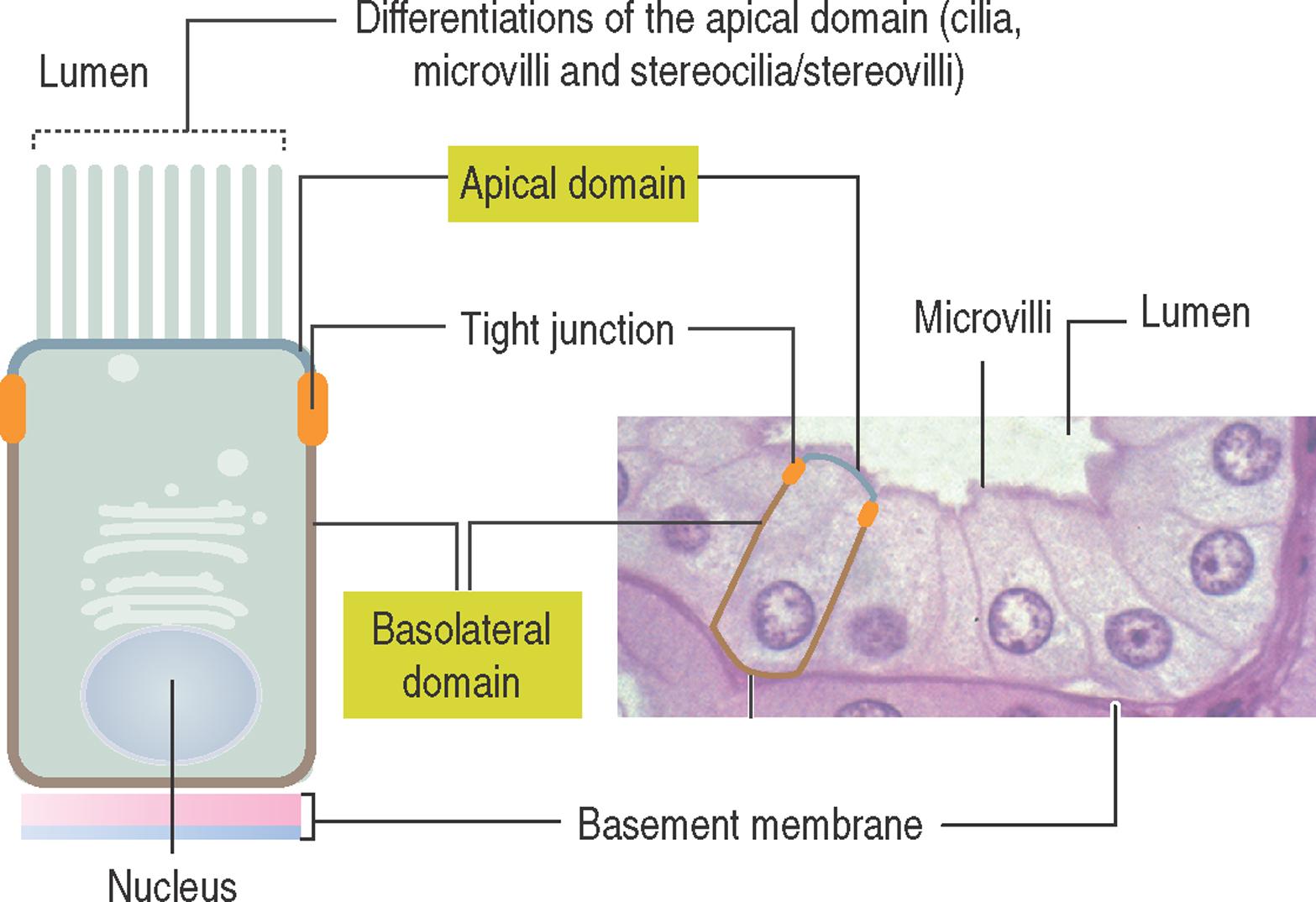 1-5, Cell polarity