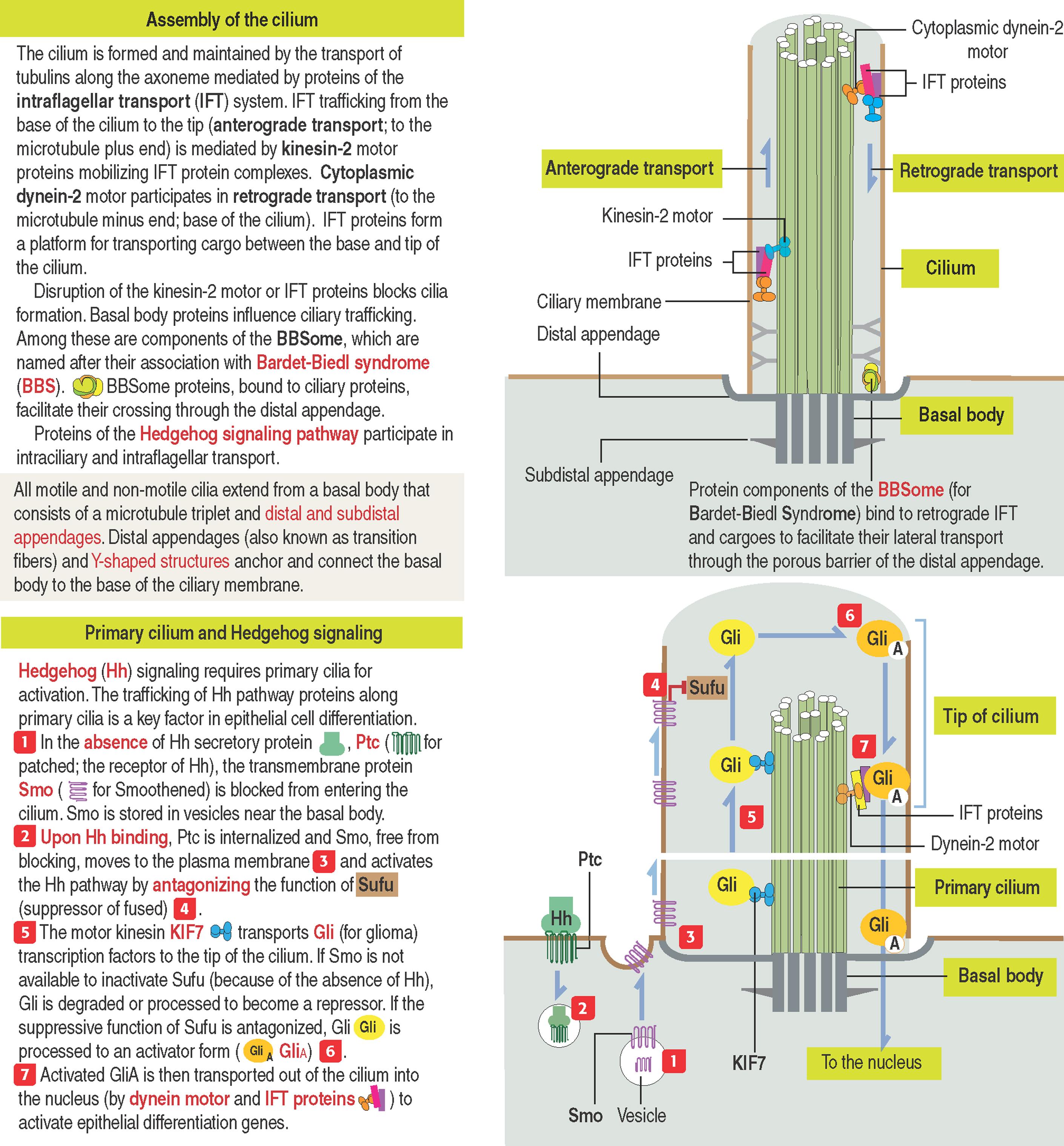 Primer 1-A, Ciliogenesis. Primary cilium and Hedgehog signaling