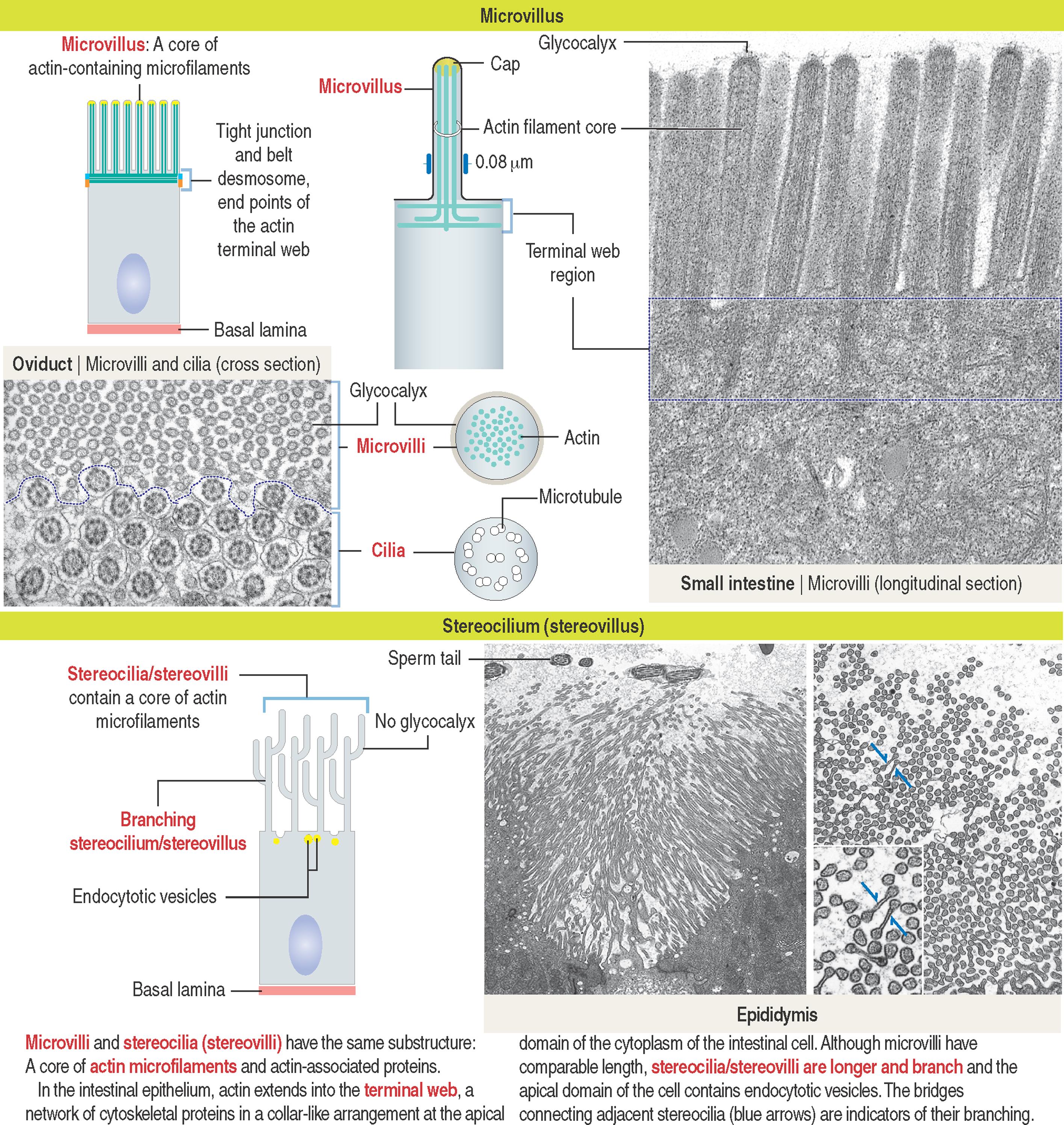 1-7, Microvilli and stereocilia (stereovilli)