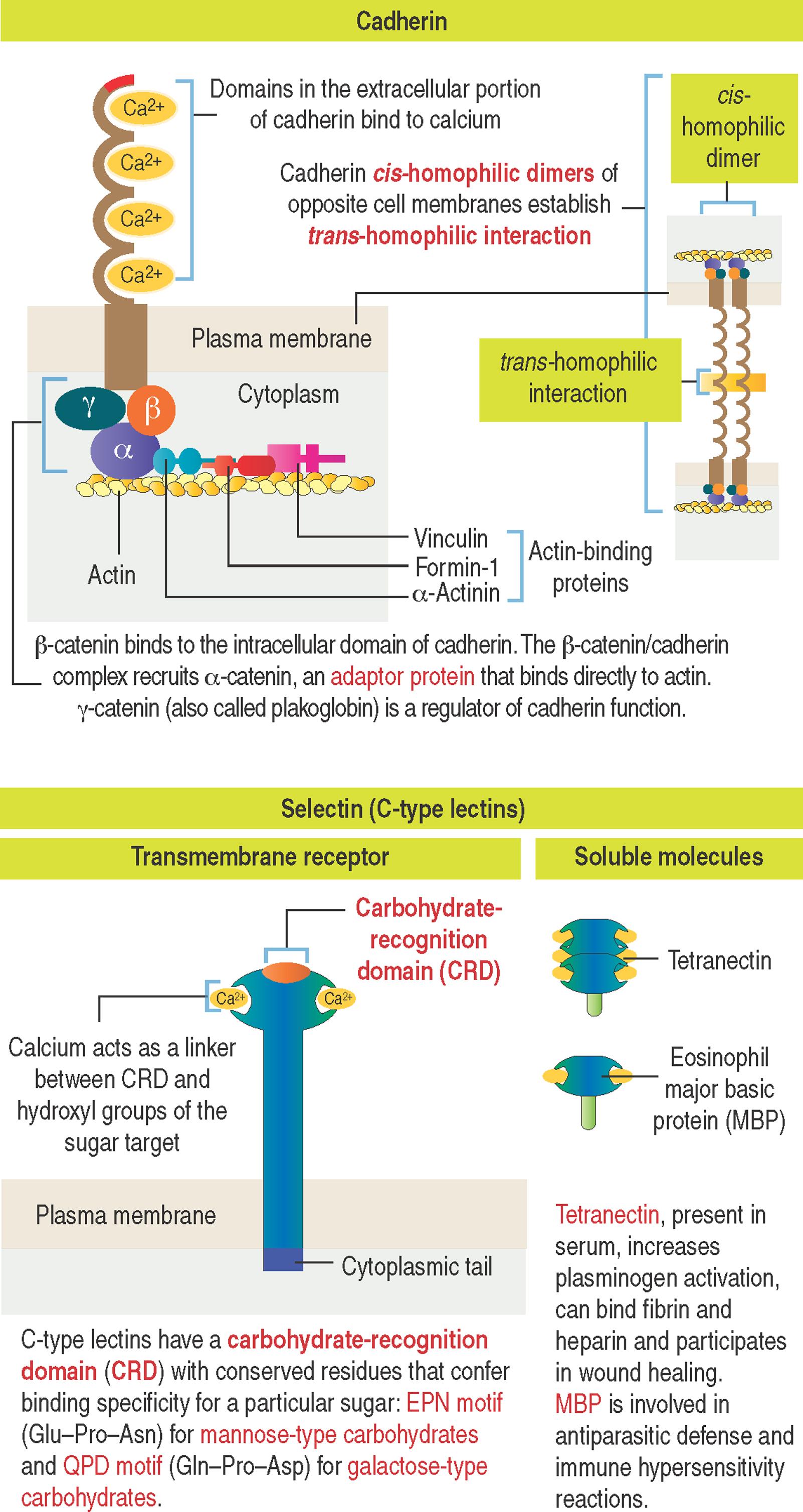 1-8, Ca 2+ -dependent cell adhesion molecules