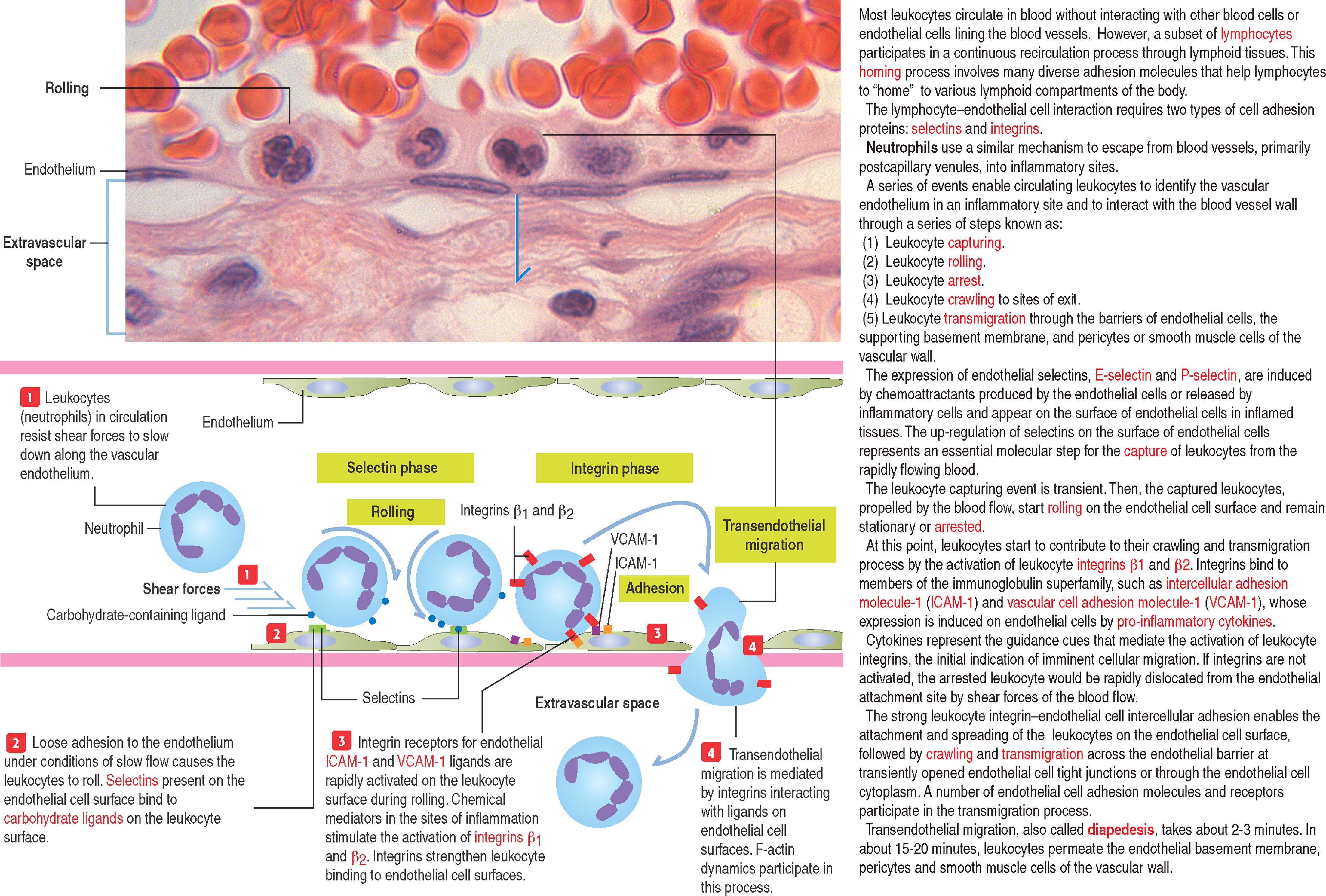 Primer 1-B, Transmigration of leukocytes through the endothelial barrier