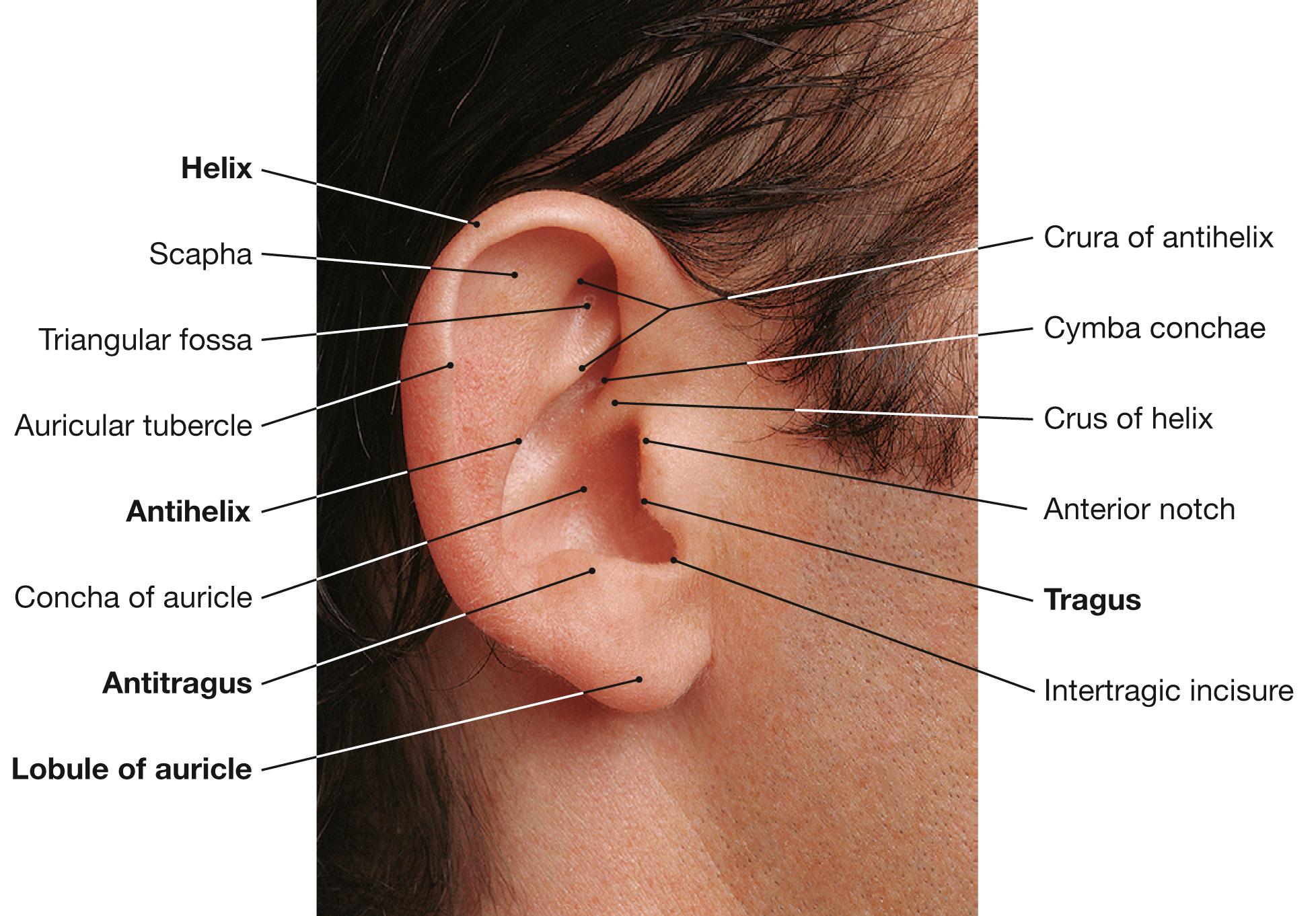 Fig. 10.1, Auricle, right side; lateral view.