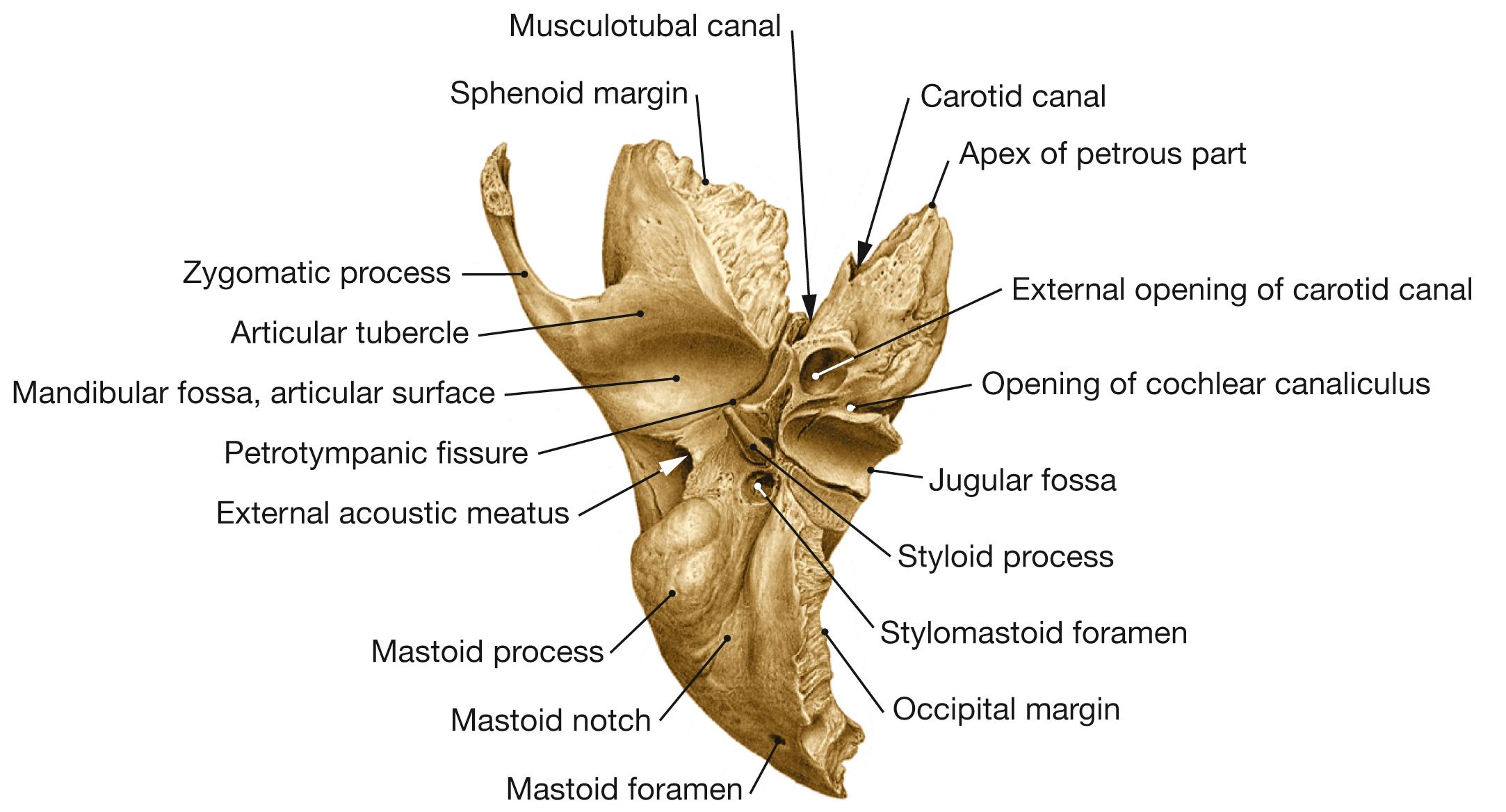 Fig. 10.9, Temporal bone, right side; inferior view.