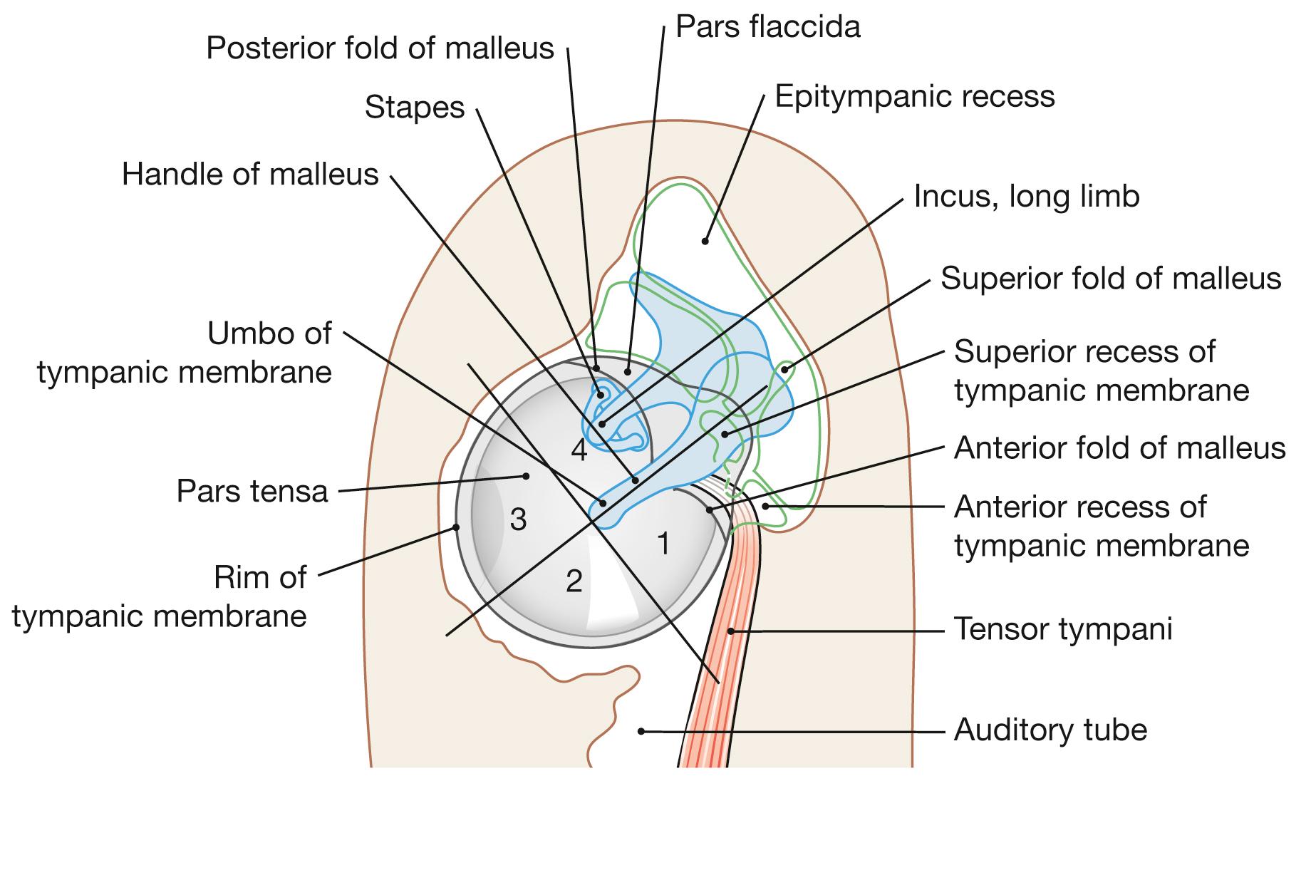 Fig. 10.11, Tympanic membrane and recesses of the tympanic cavity, right side; lateral view; schematic drawing with quadrants.