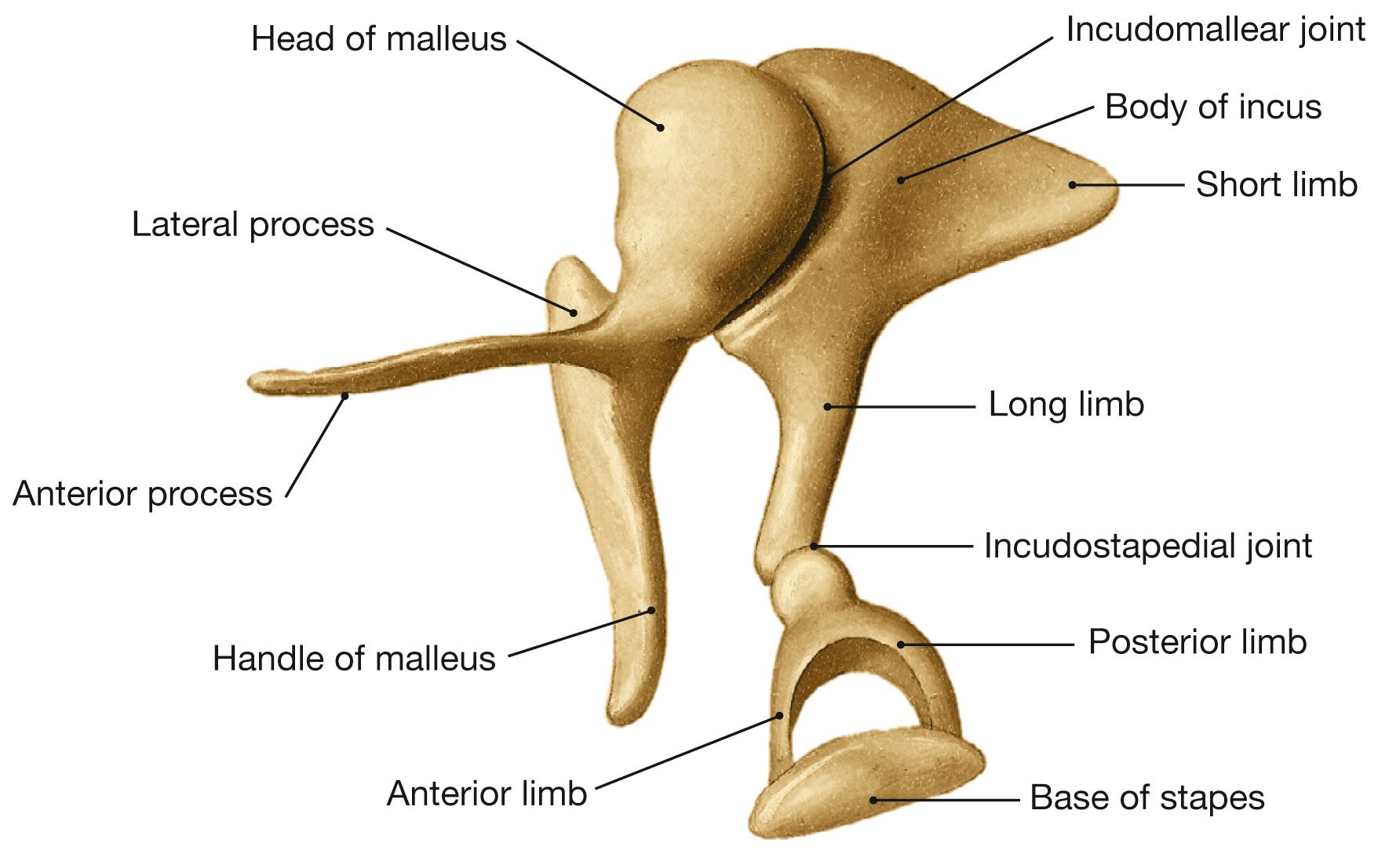 Fig. 10.13, Auditory ossicles, right side; superomedial view.