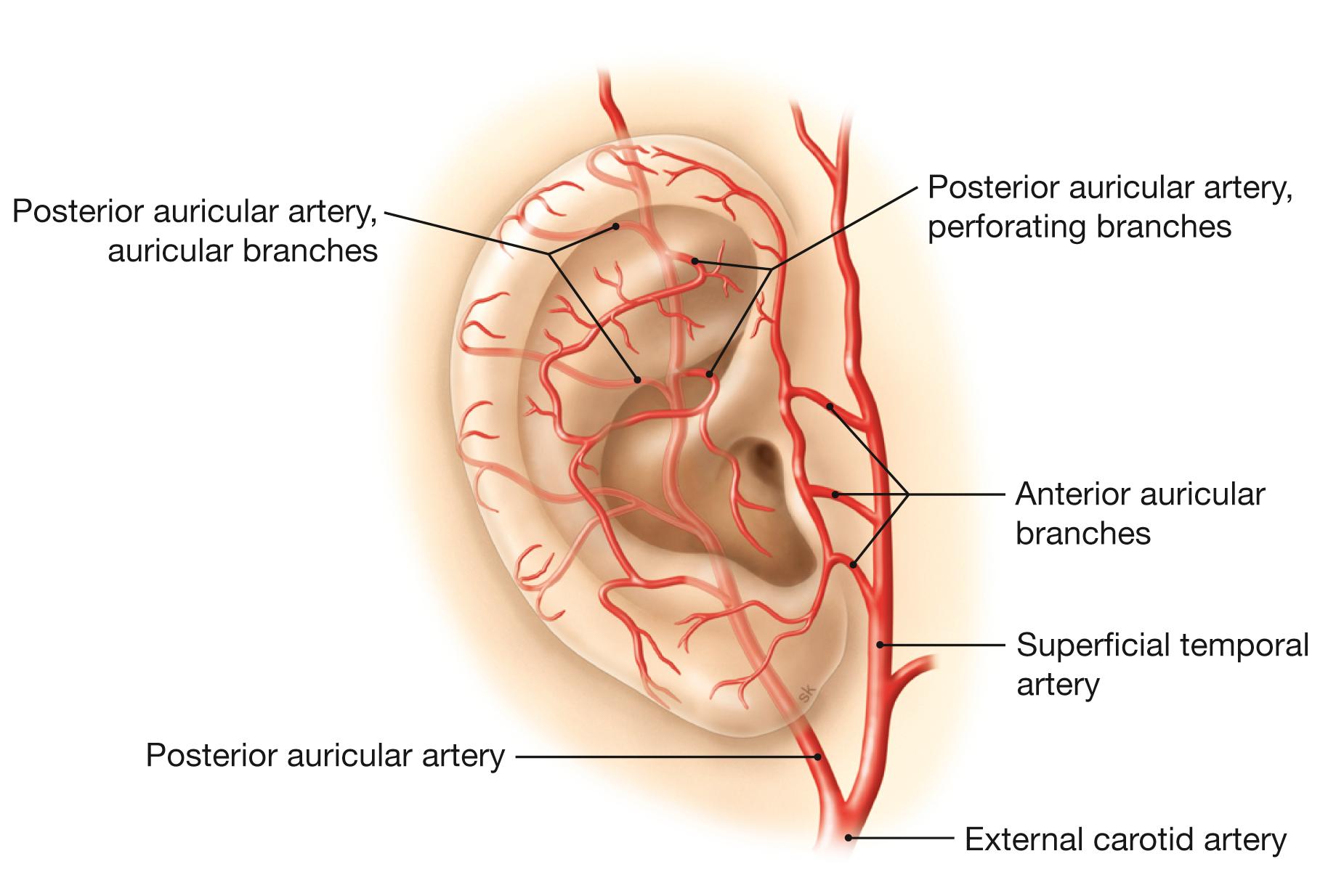 Fig. 10.2, Arteries of the auricle, right side; lateral view.