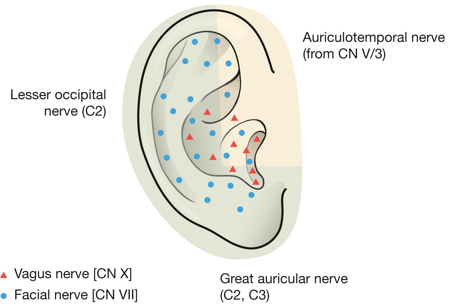 Fig. 10.3, Sensory innervation of the auricle, right side; lateral view.