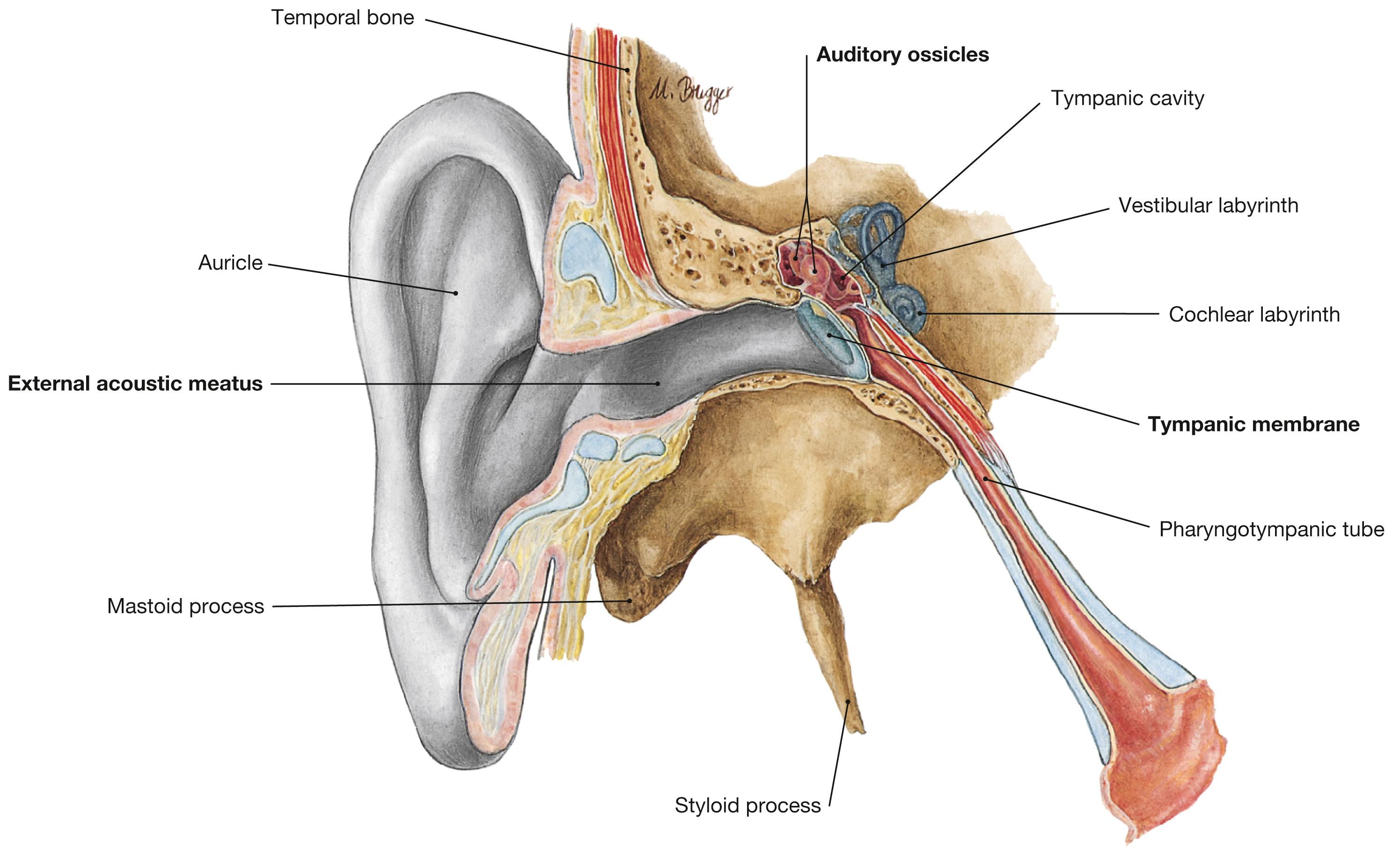 Fig. 10.4, Parts of the ear, right side; longitudinal section through the external acoustic meatus, middle ear, and pharyngotympanic tube (auditory tube); frontal view.