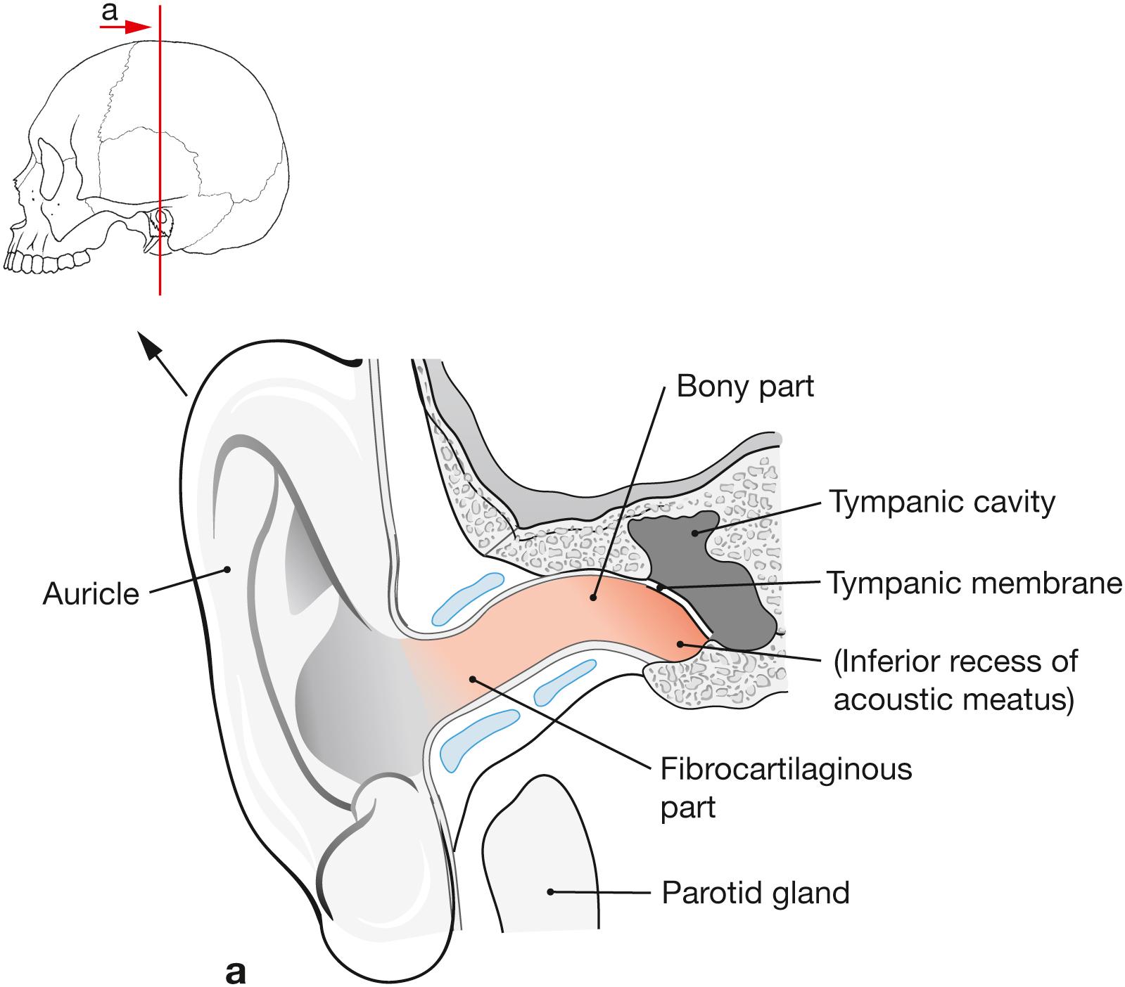 Fig. 10.5a and b, External acoustic meatus, right side, frontal section (a), horizontal section (b); schematic drawing.