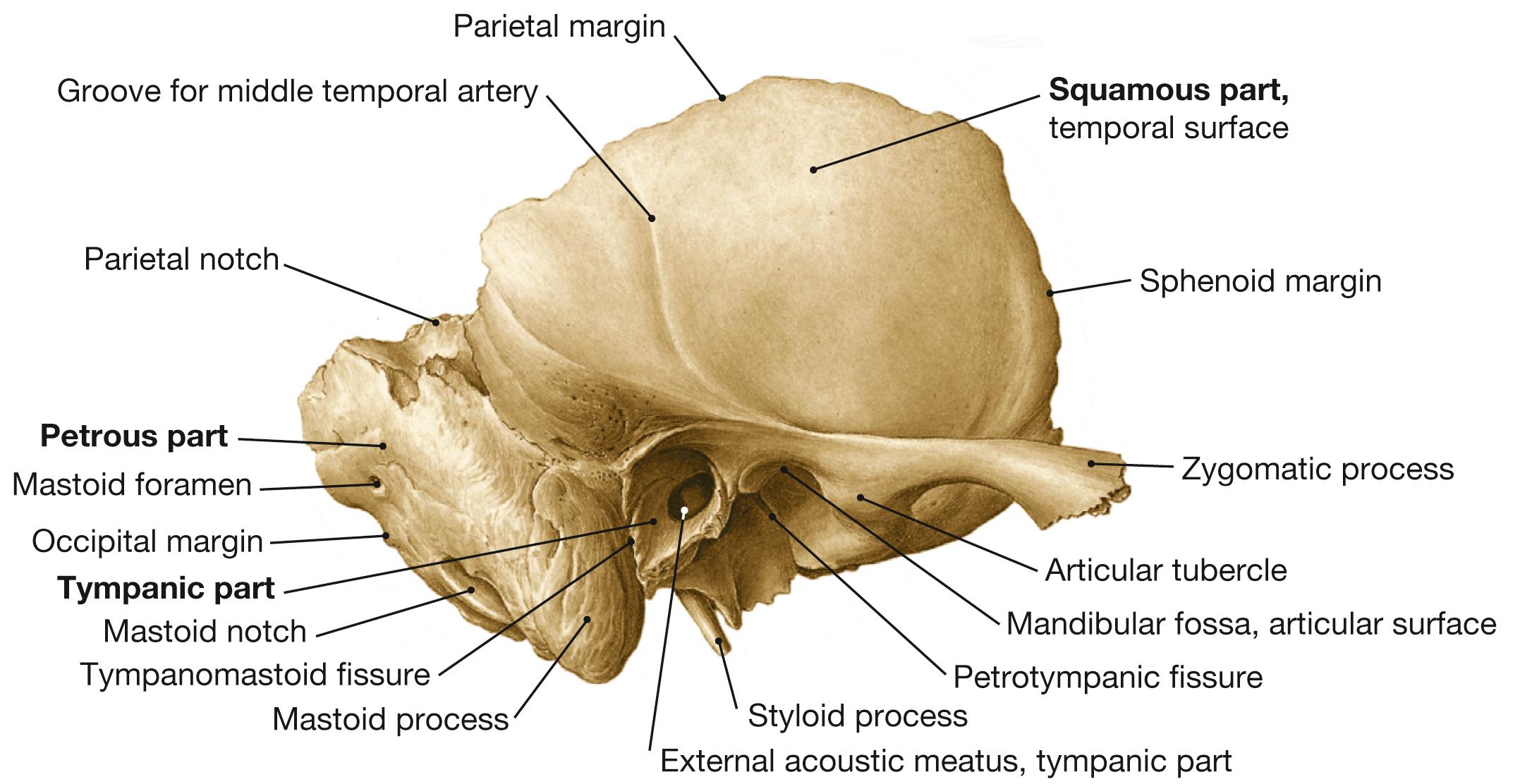 Fig. 10.6, Temporal bone, right side; lateral view.