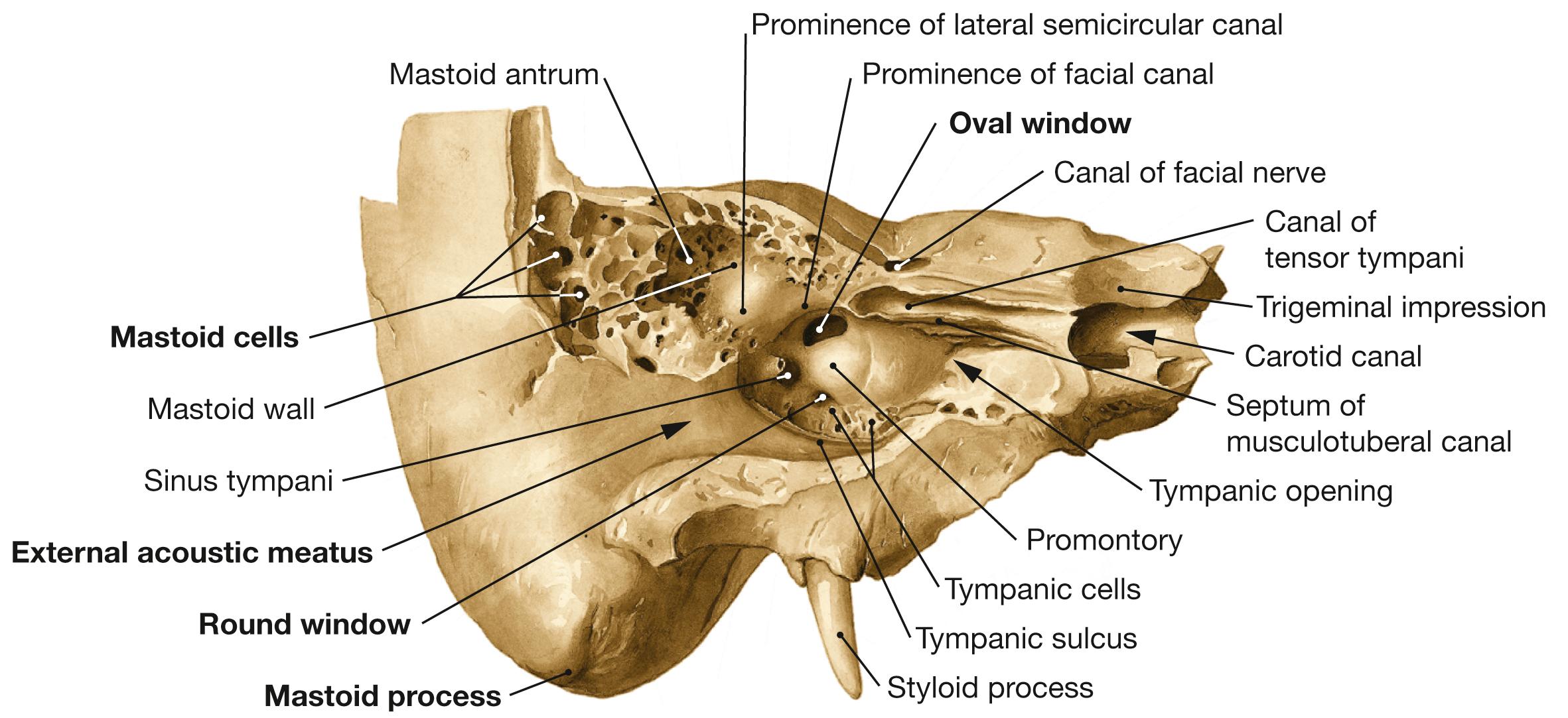 Fig. 10.7, Medial wall of the tympanic cavity, right side; vertical section in the longitudinal axis of the petrous part of temporal bone; frontolateral view.